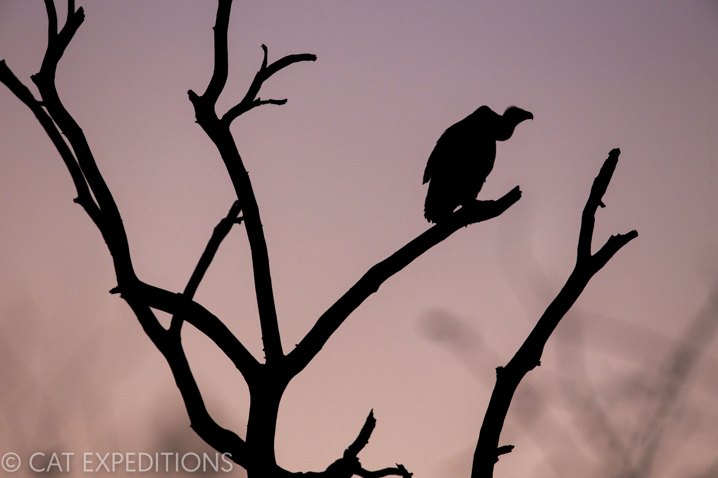 A white-backed vulture is silhouetted at sunset, waiting for the lions to move off their kill