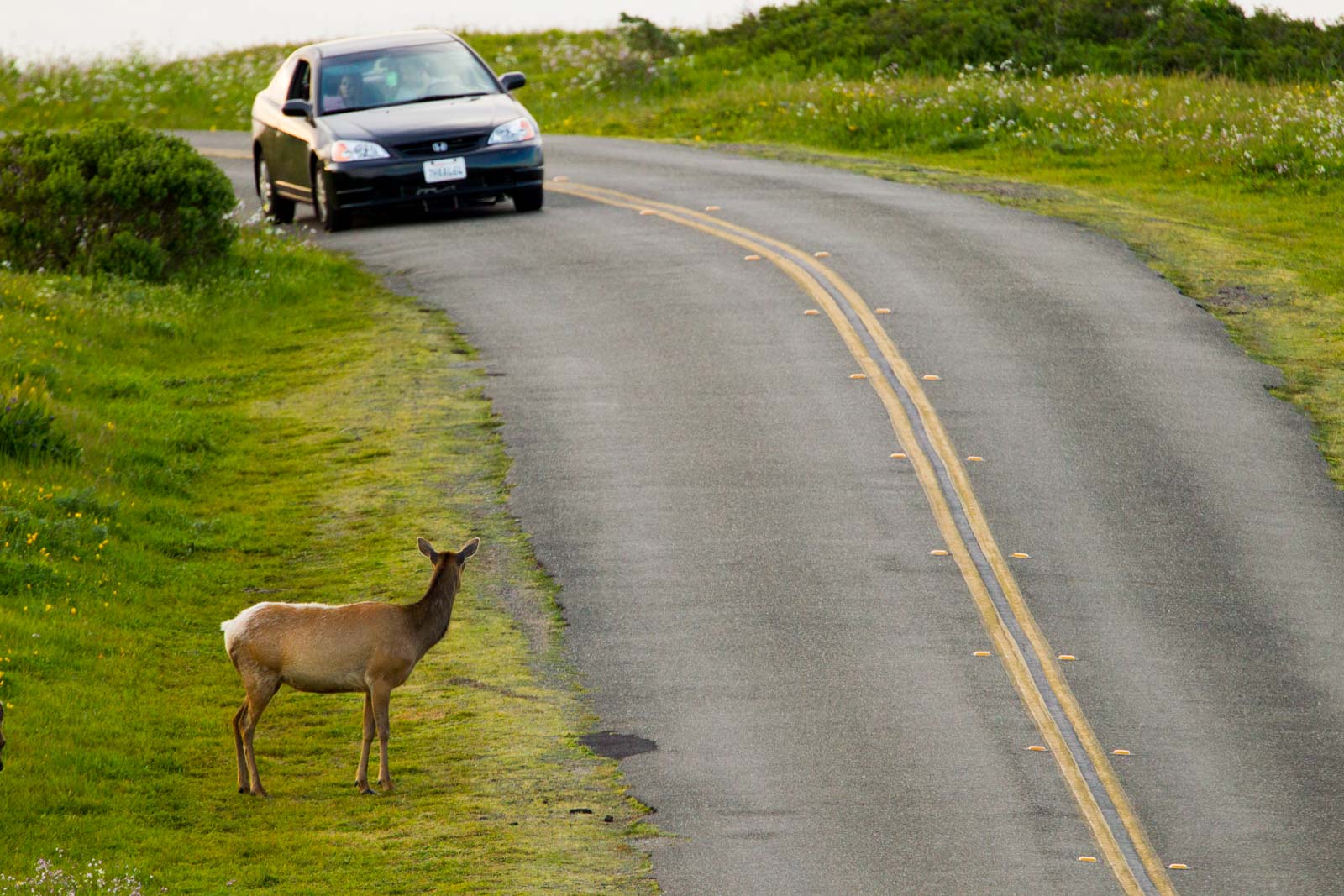 Tule Elk and Car