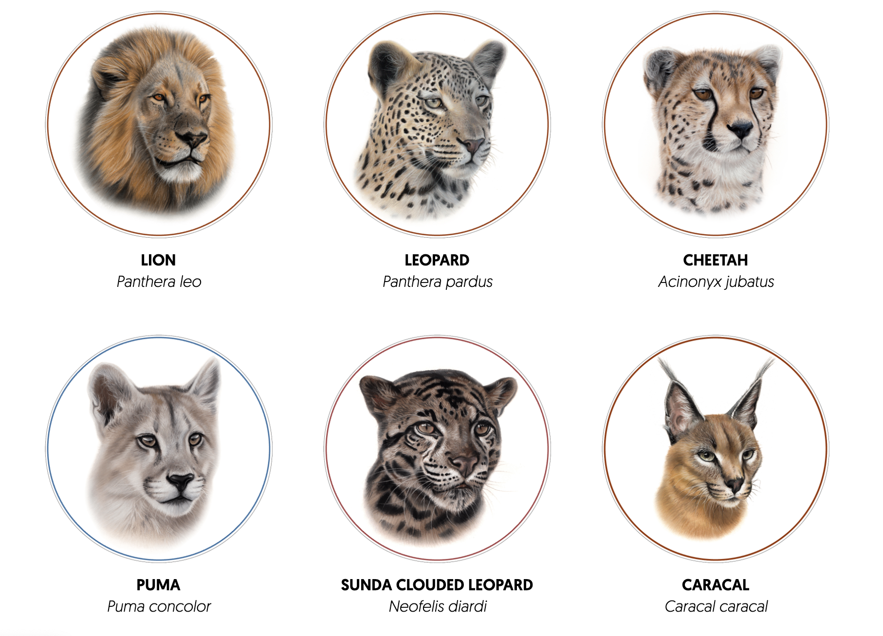 All Species Cat Expeditions Ethical Wild Cat Photo Tours