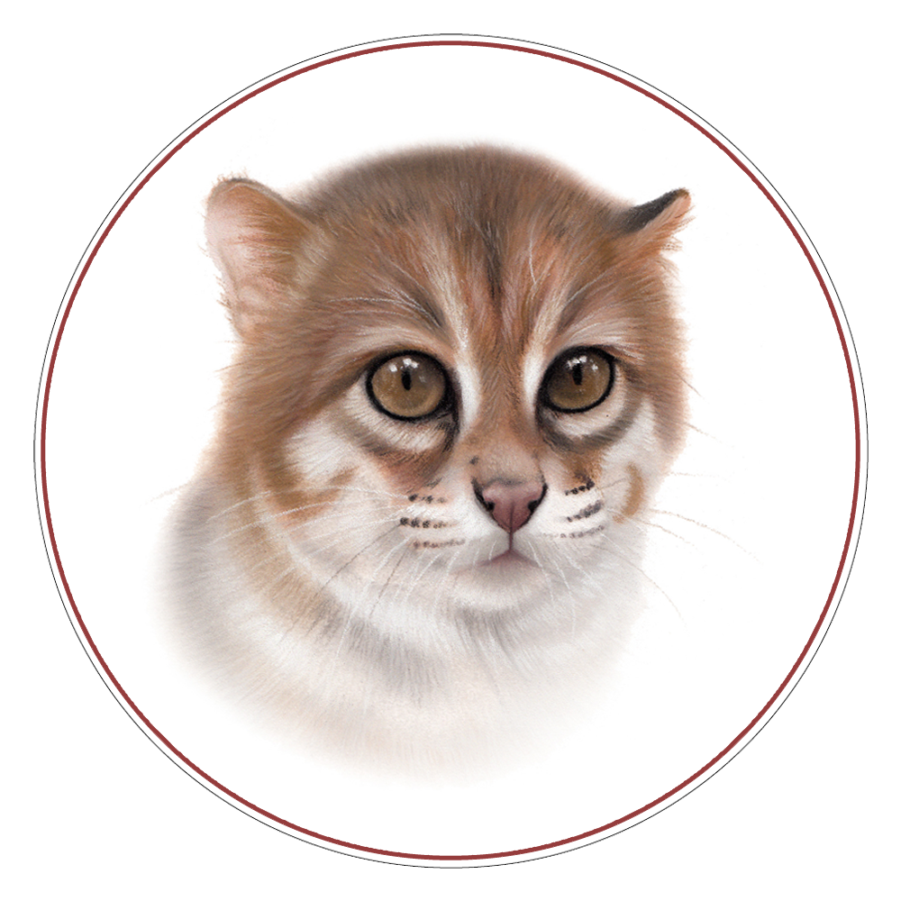 Flat-headed Cat Illustration