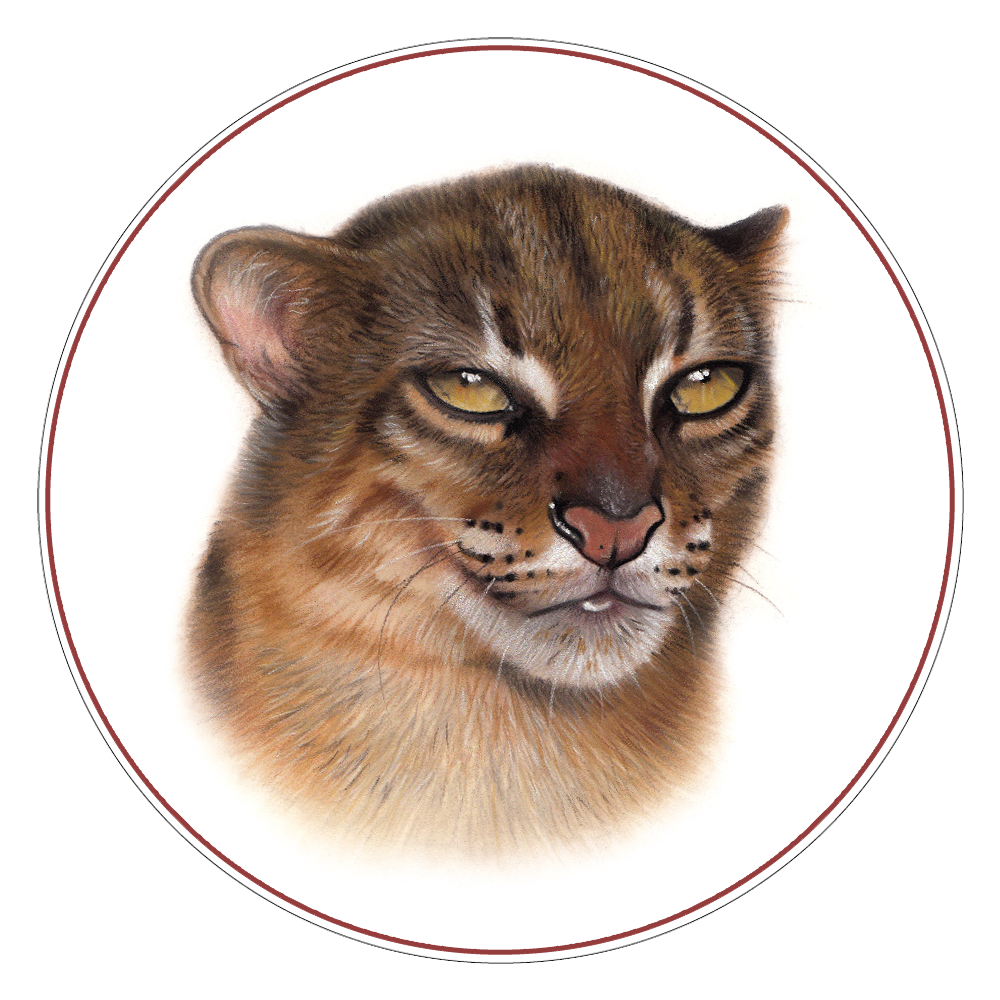 Borneo Bay Cat Illustration