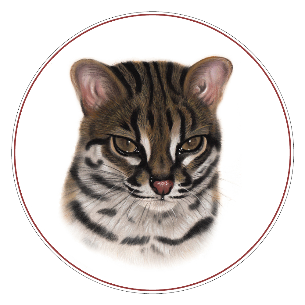 Sunda leopard Cat Portrait