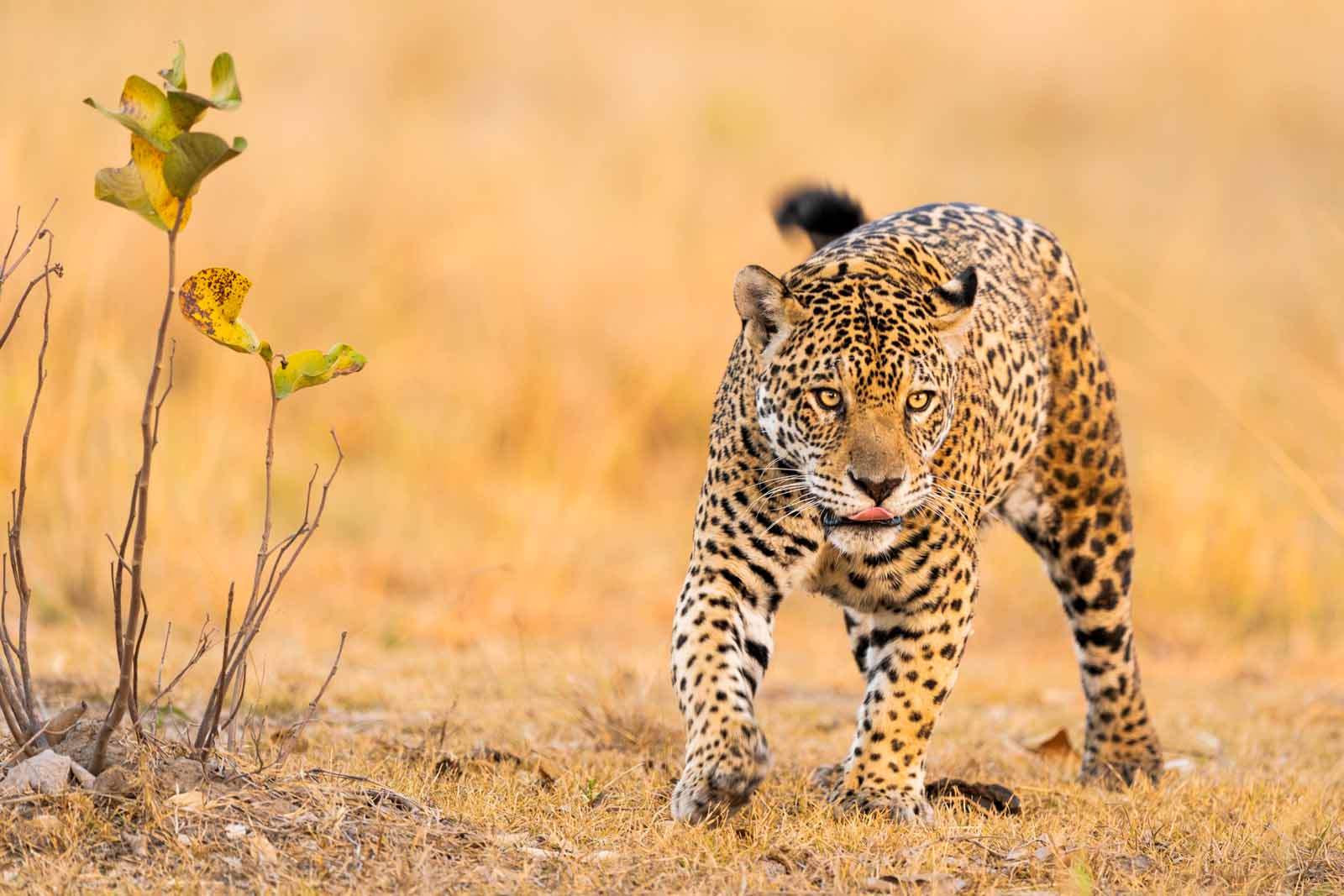 Female Jaguar on Land Pantanal