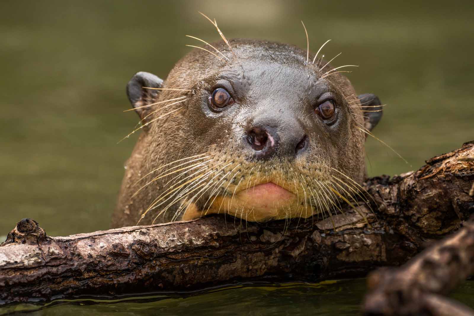 Giant River Otter Pantanal