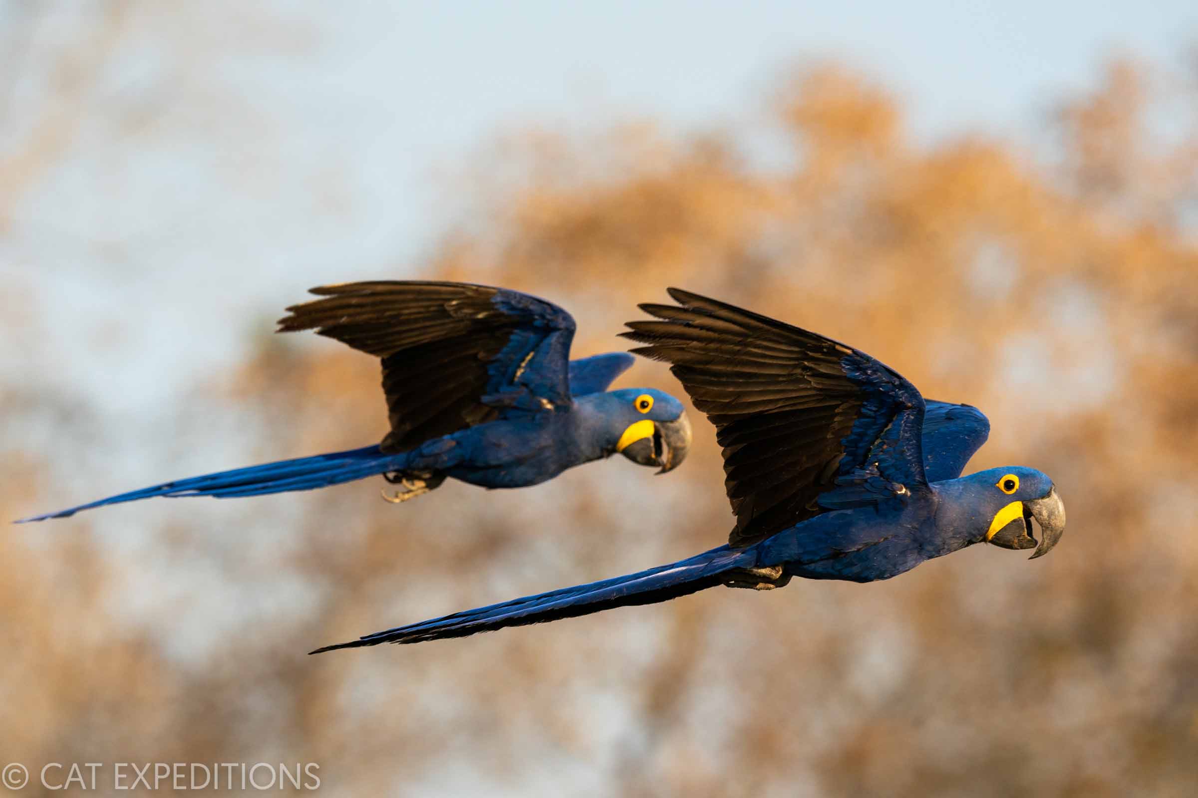 Hyacinth Macaw in Brazil - Sebastian Kennerknecht