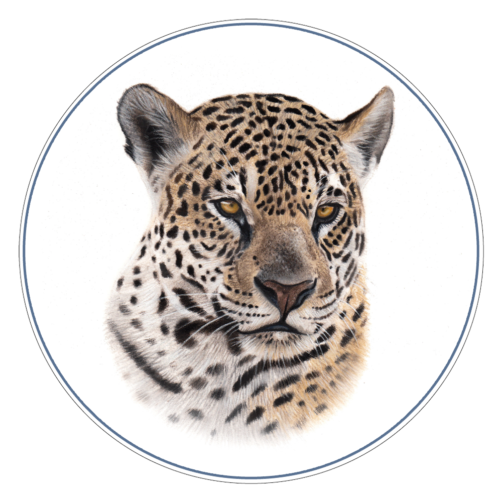 Jaguars of the Pantanal PHOTO TOUR