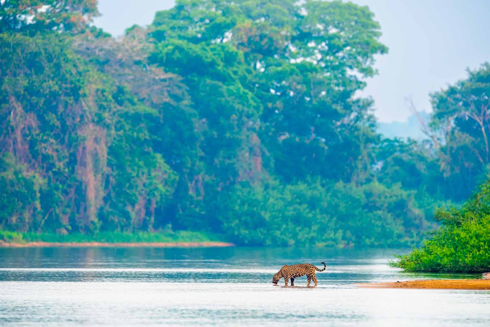 Jaguar and Cuiaba River Pantanal