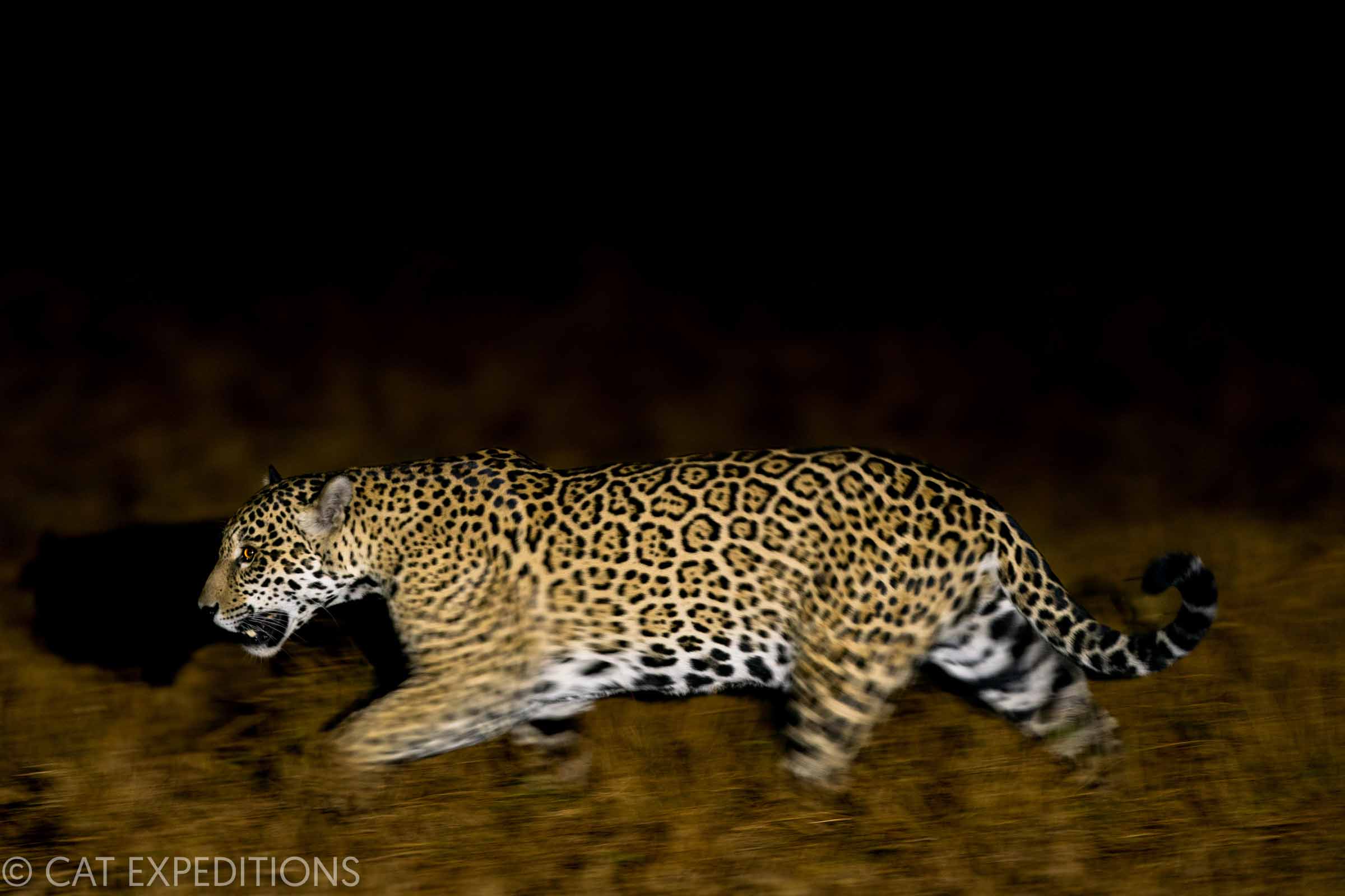 Jaguar at night in Brazil