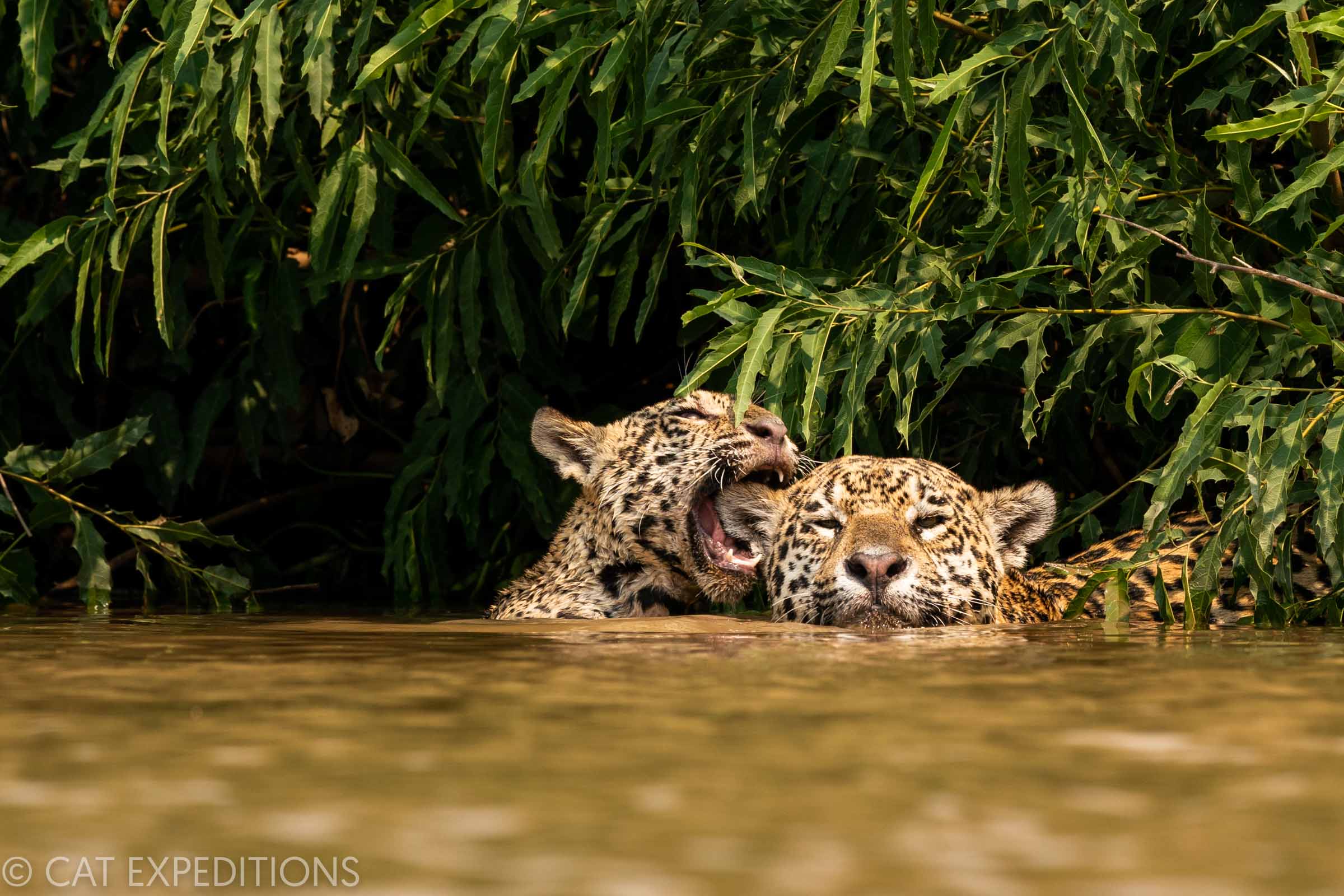 Jaguar cub playing with mothers ear Pantanal