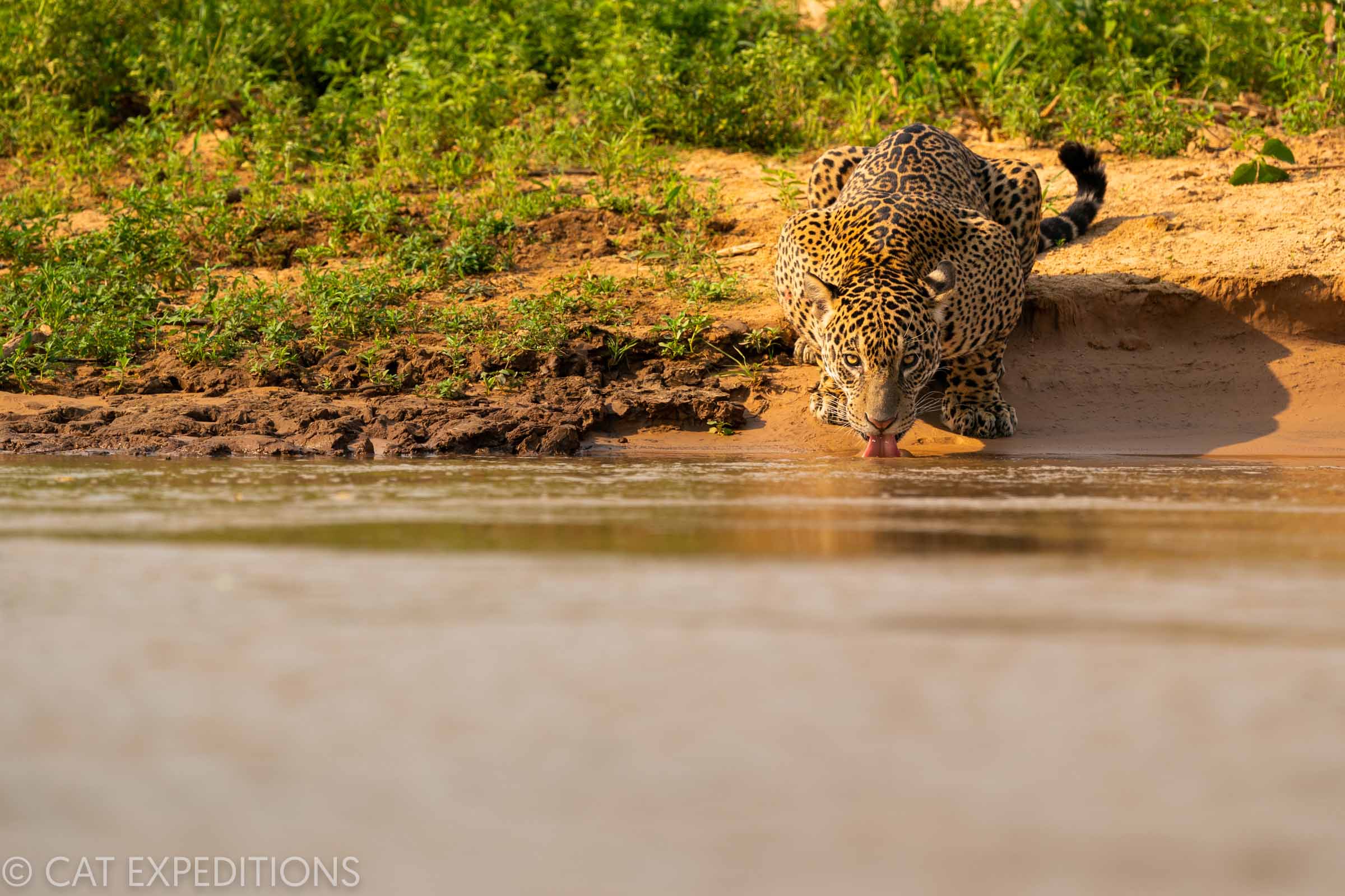 Jaguar female drinking Pantanal