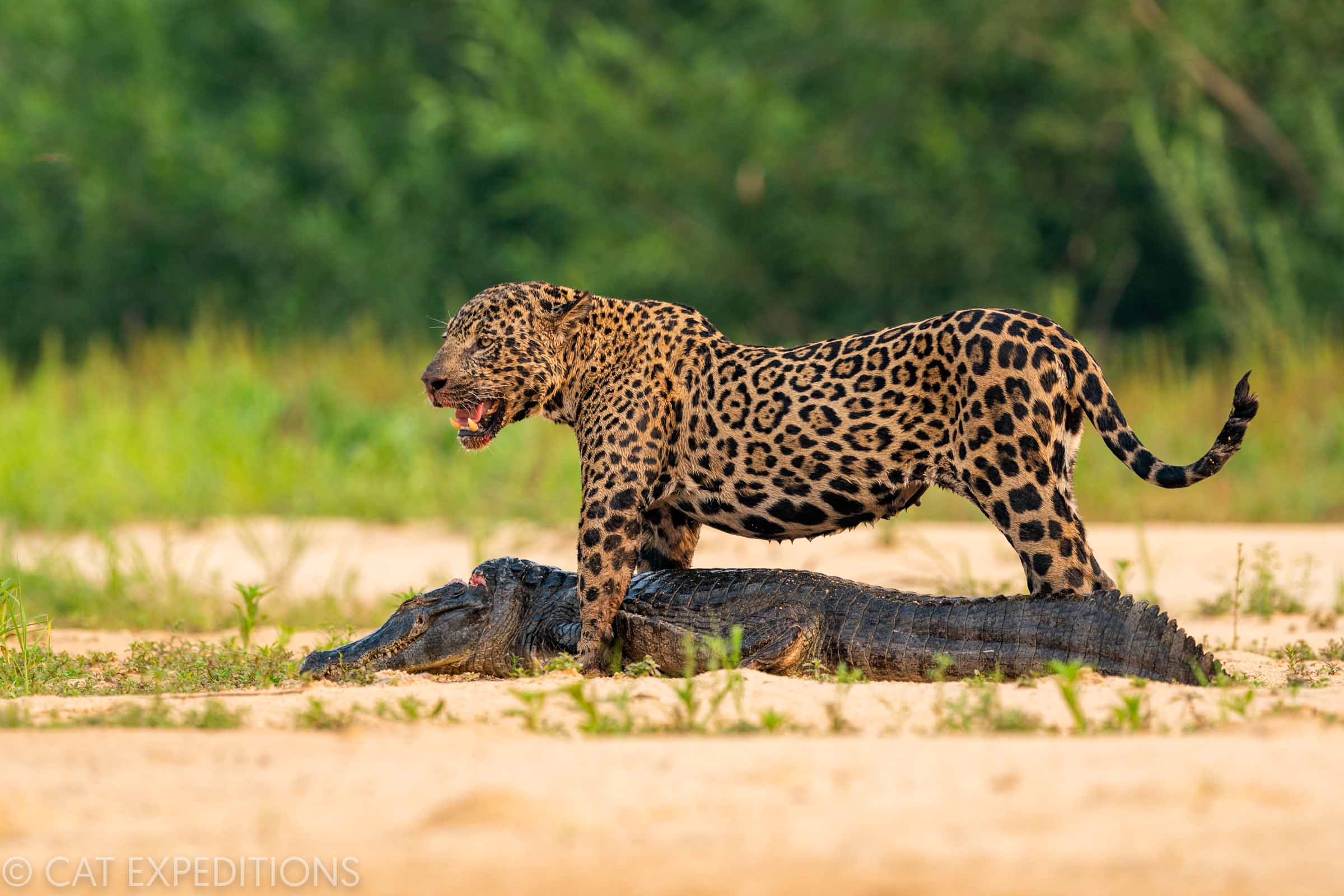 Jaguar female with caiman kill Brazil