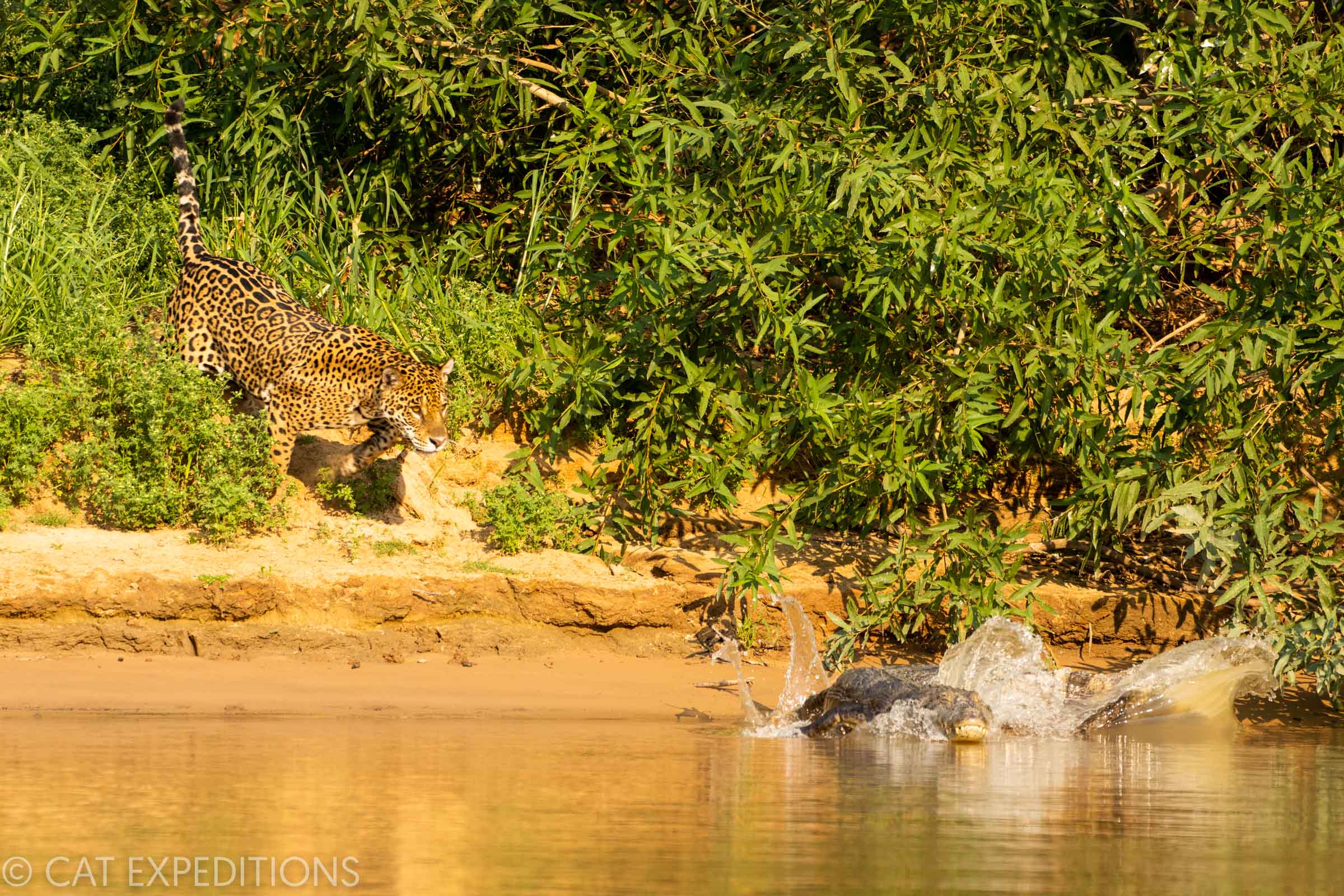Jaguar hunting Caiman in Pantanal