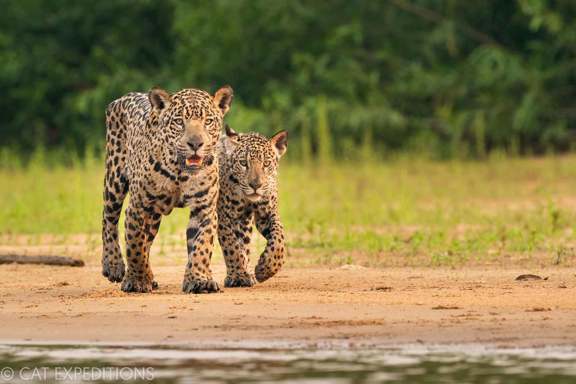 Jaguar mother and cub looking at camera in Brazil