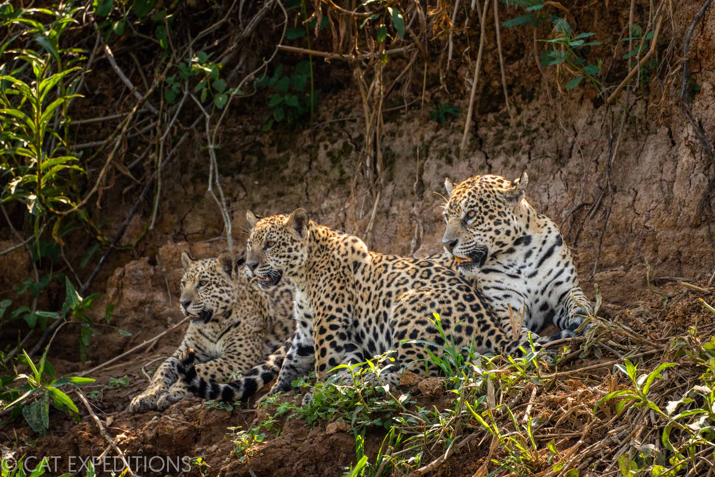 Jaguar mother and cubs Brazil
