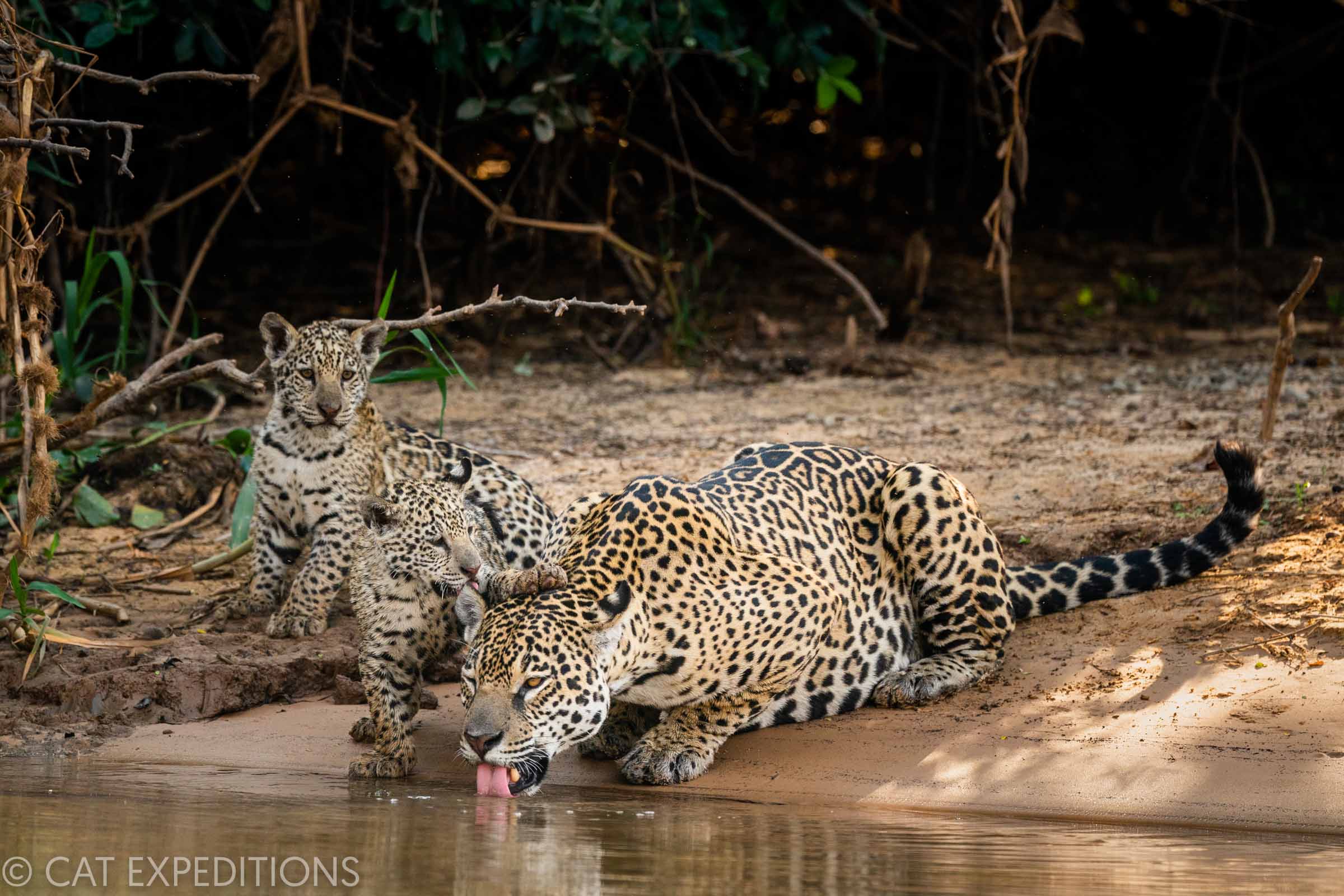 Jaguar mother drinking with cubs in the Pantanal