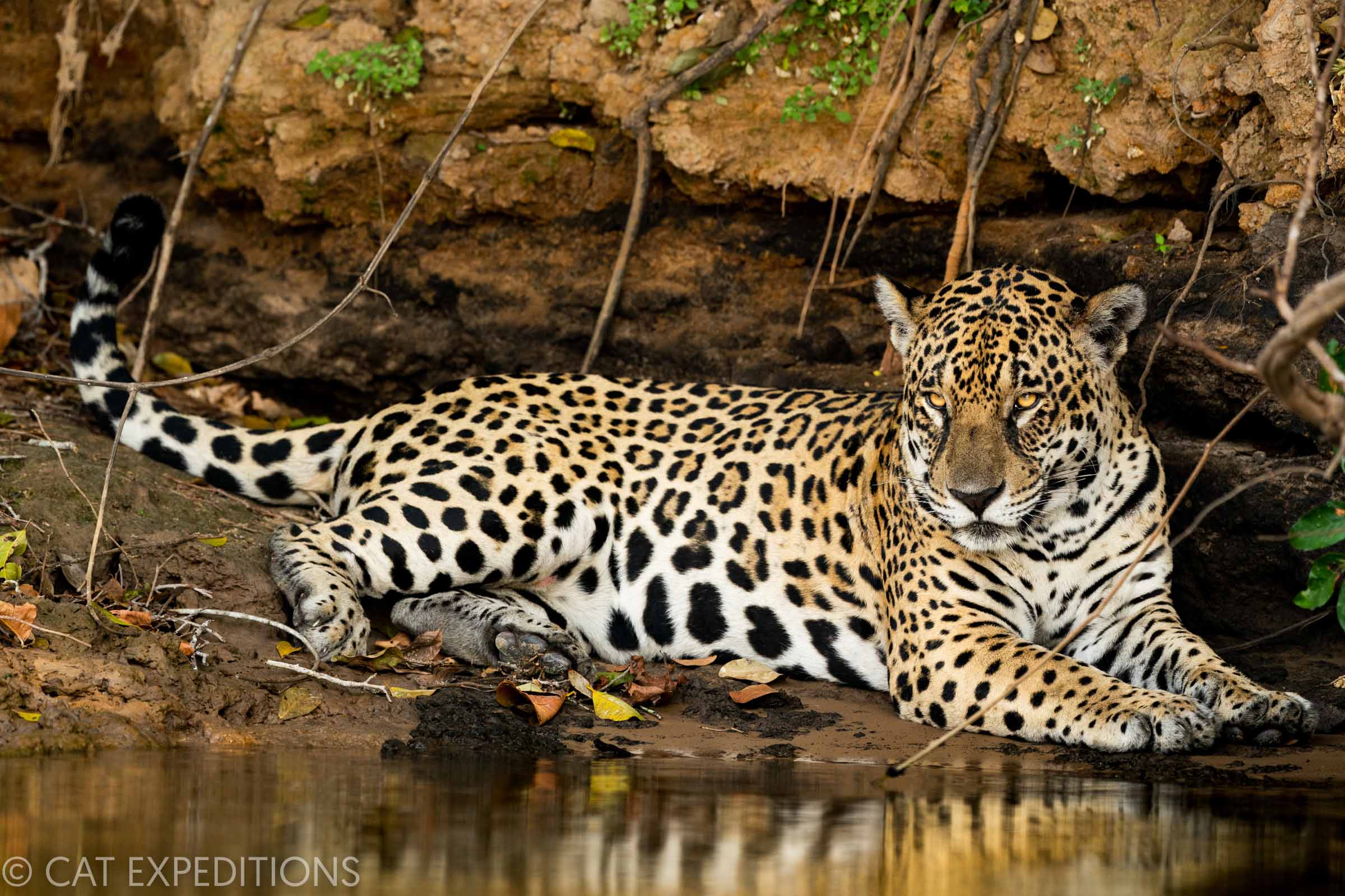 Jaguar on river bank Brazil