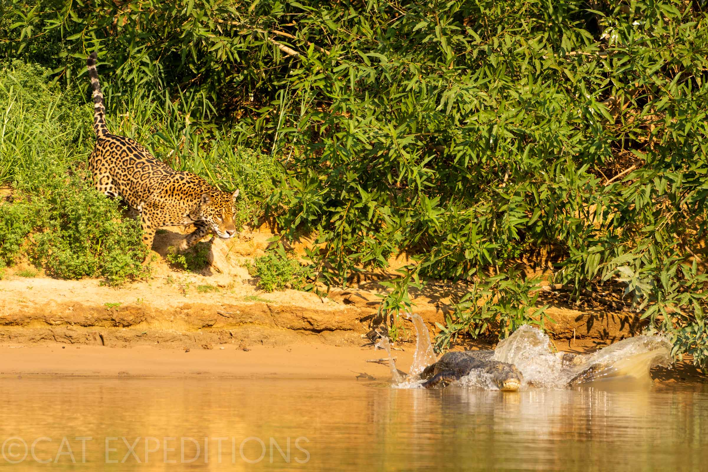 Jaguar hunting a caiman in Brazil