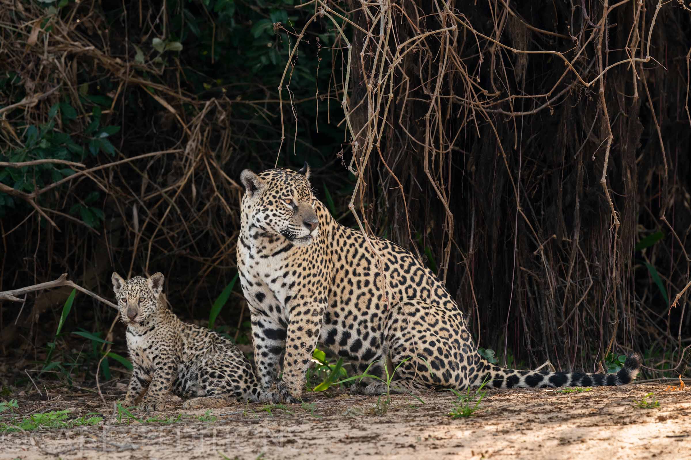 Jaguar mother and cub in the Pantanal of Brazil