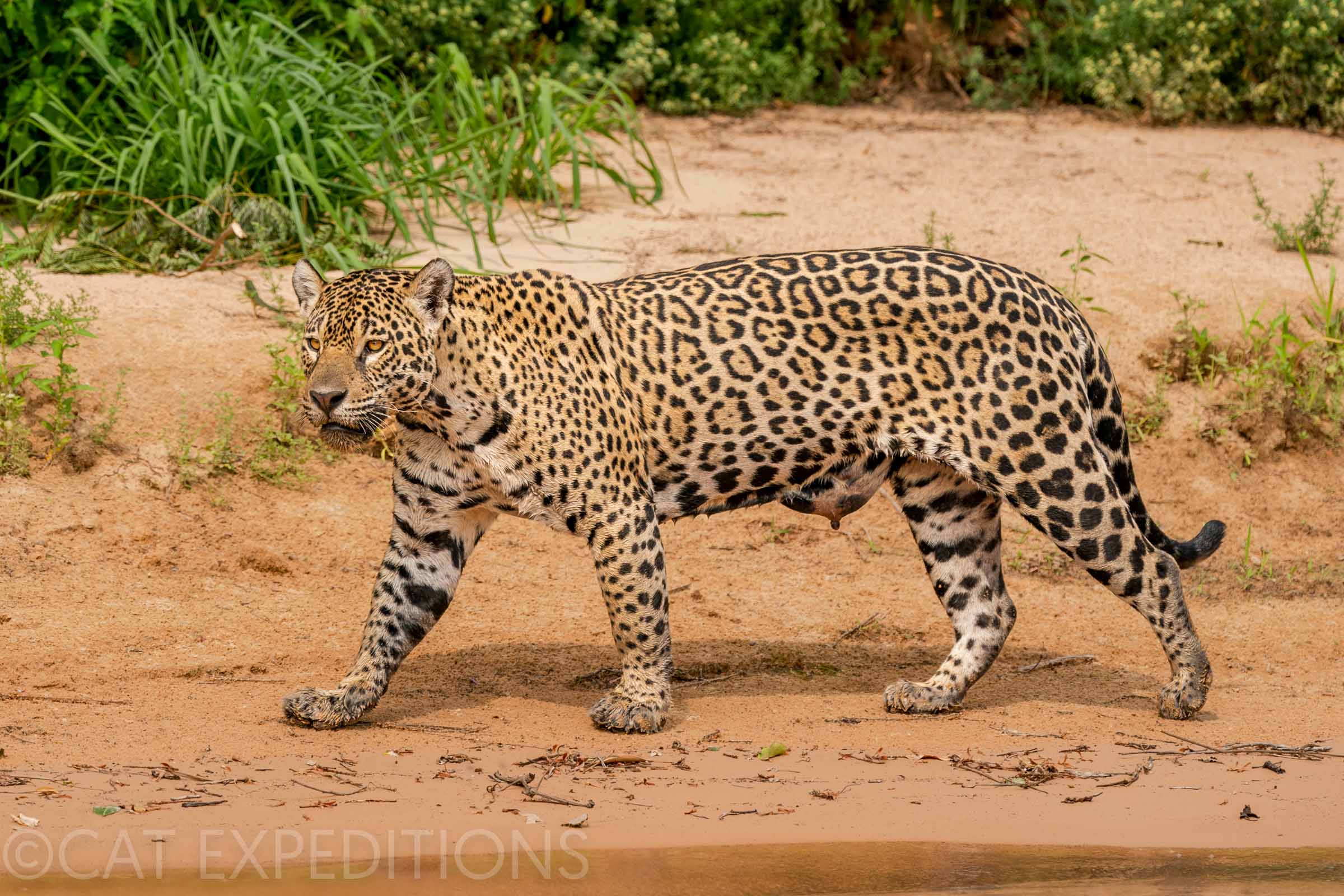 Female jaguar called Medrosa