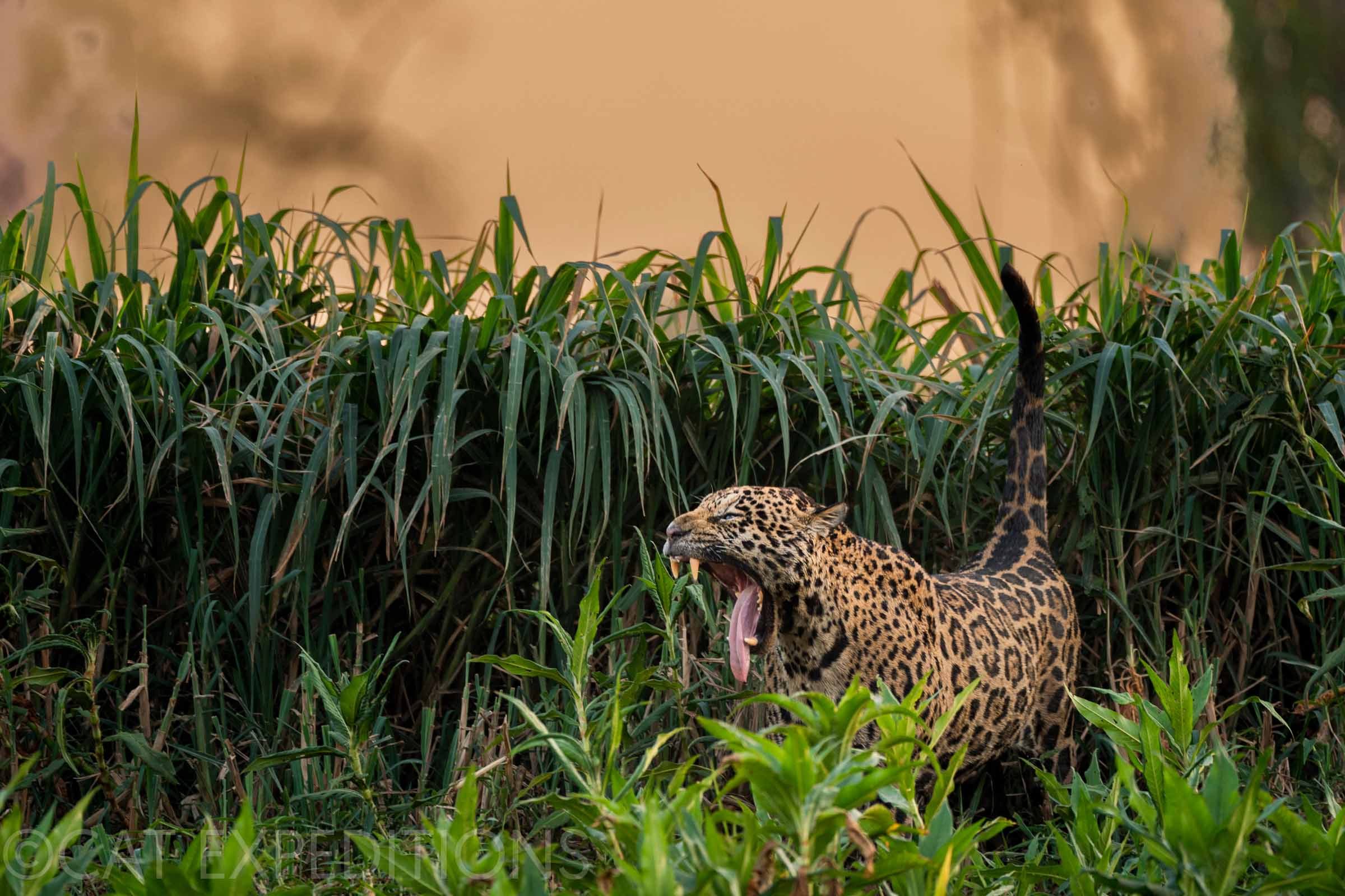Jaguar scent marking in the Pantanal of Brazil
