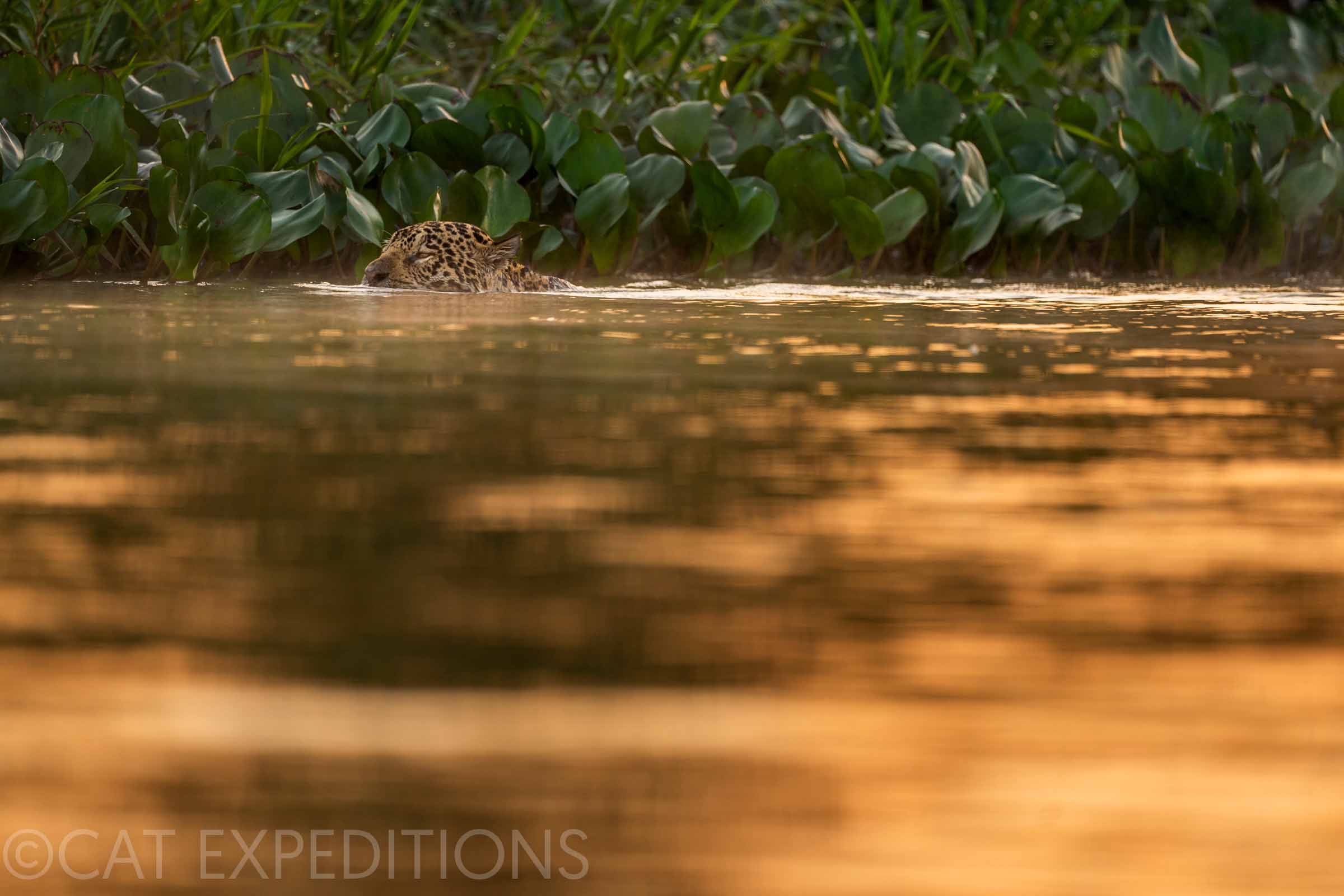 Jaguar swimming in the Pantanal of Brazil