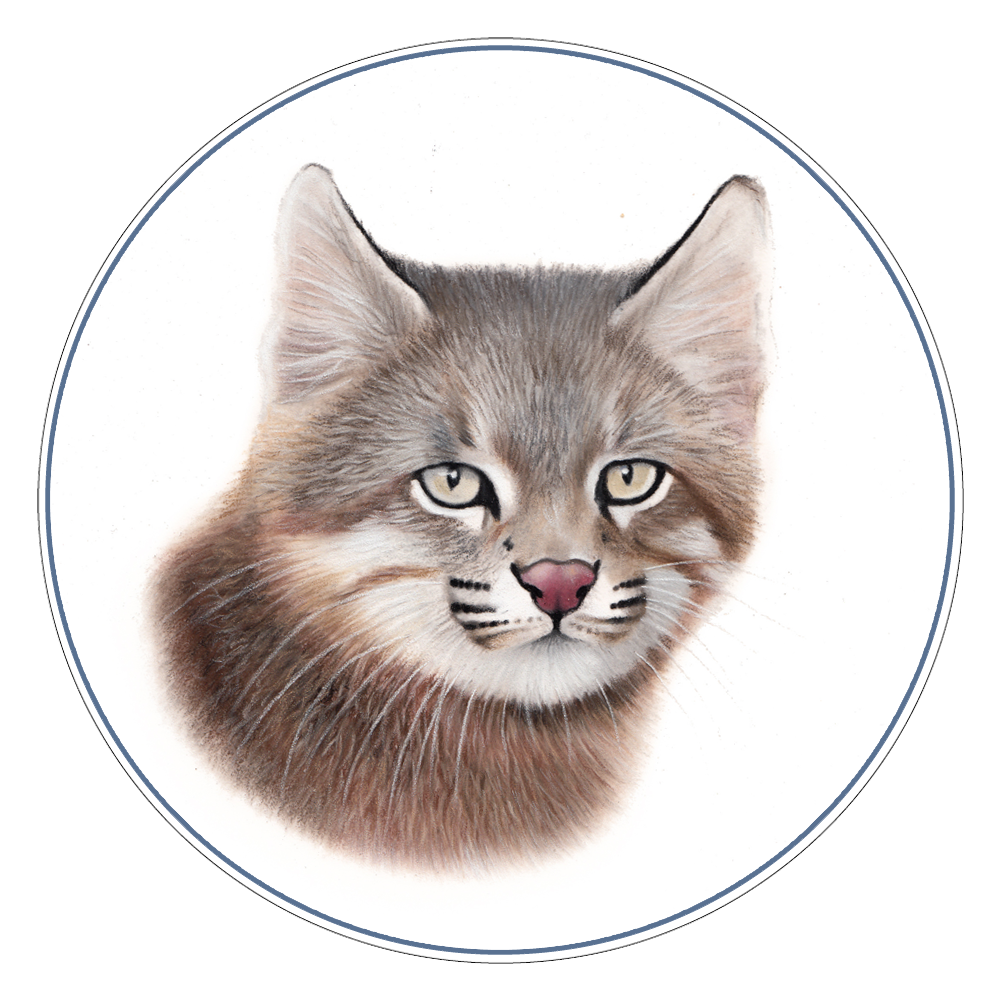 Geoffroy's Cat Illustration