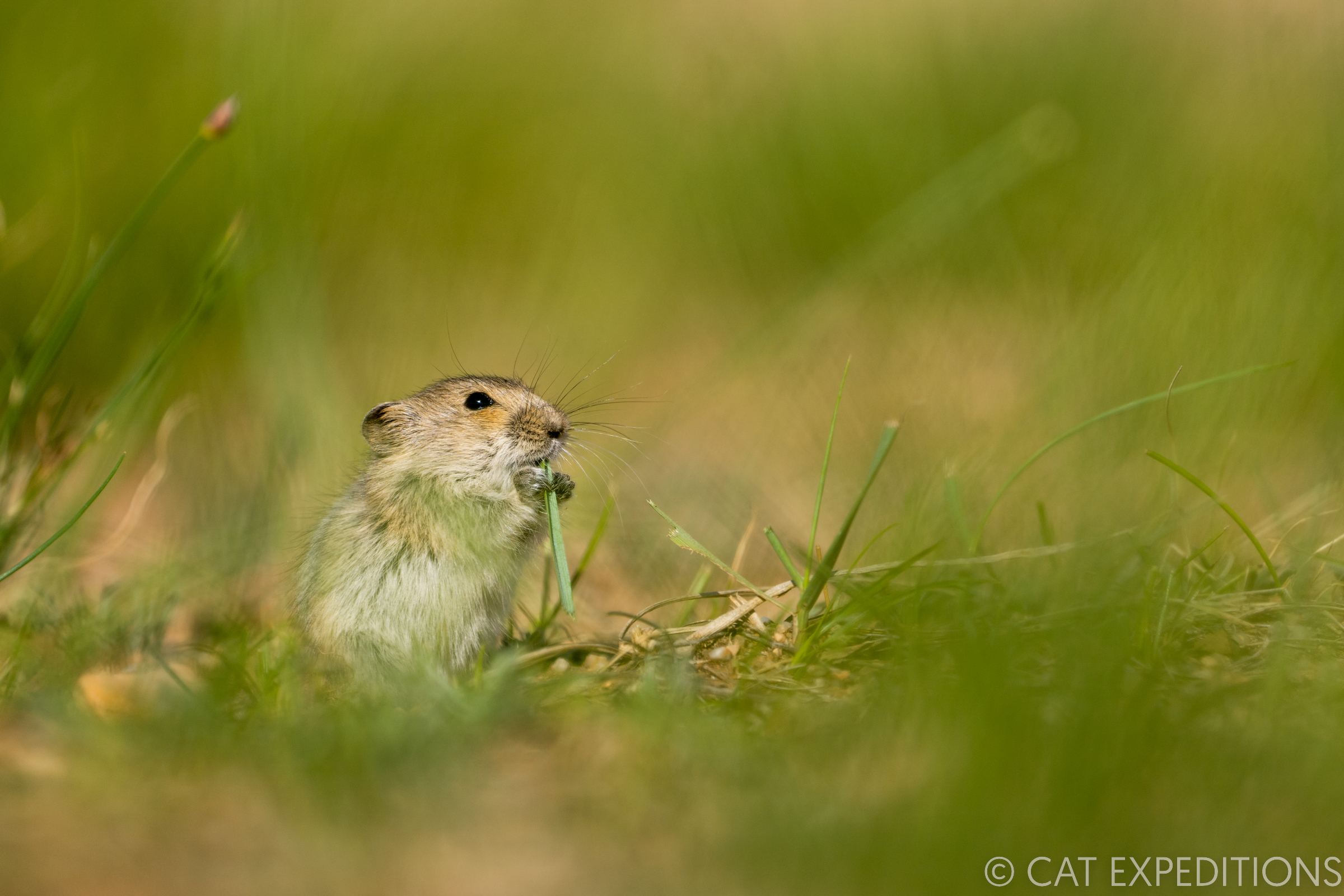 Brandt's vole feeding on grass in Mongolia