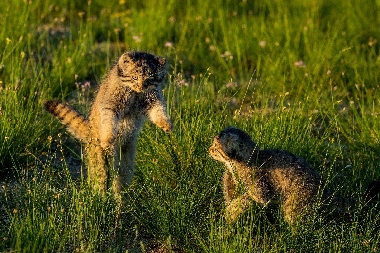 WATCH MANUL KITTENS PLAY