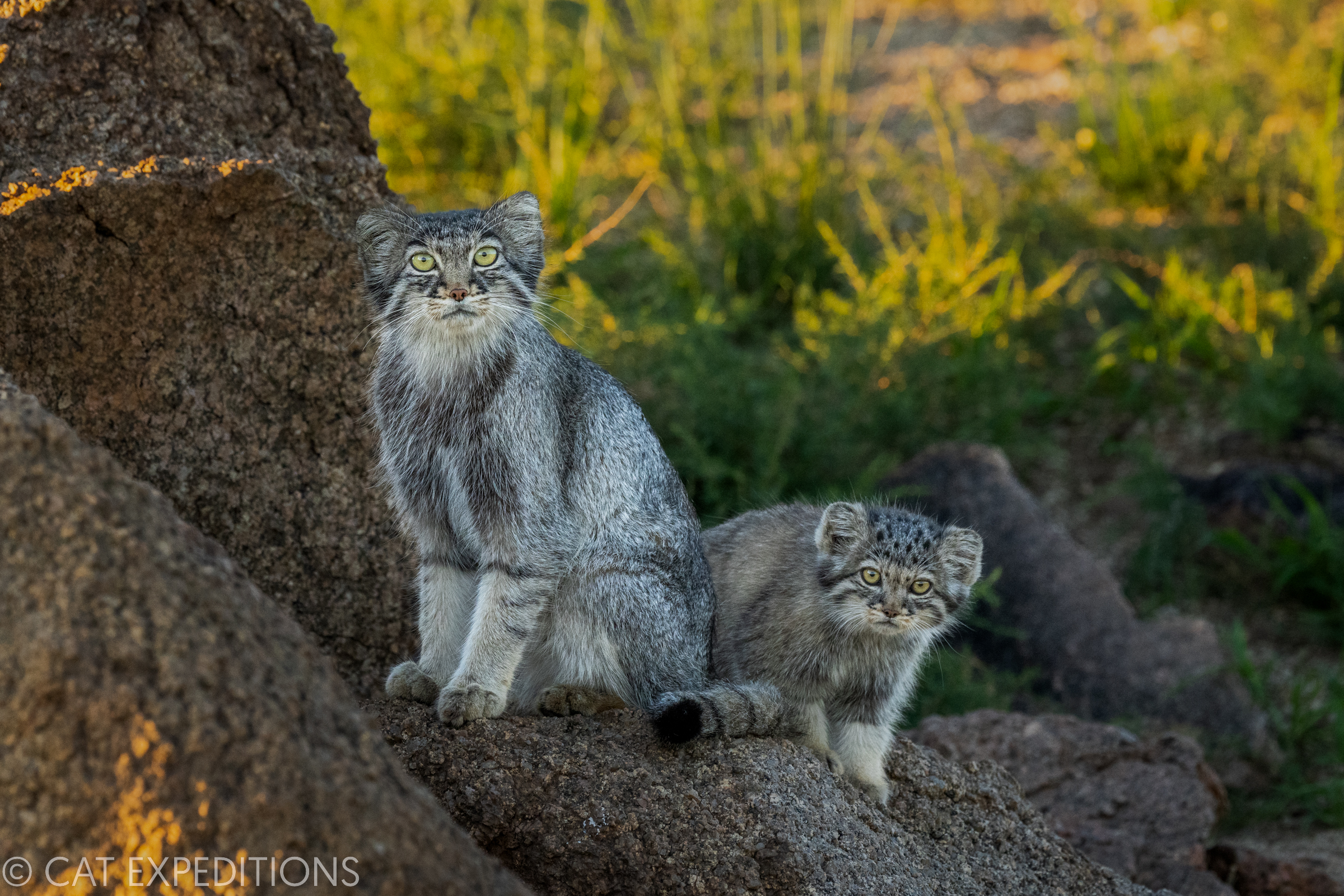 Featured image for “Manul of Mongolia Photo Tour 2022 Trip Report”
