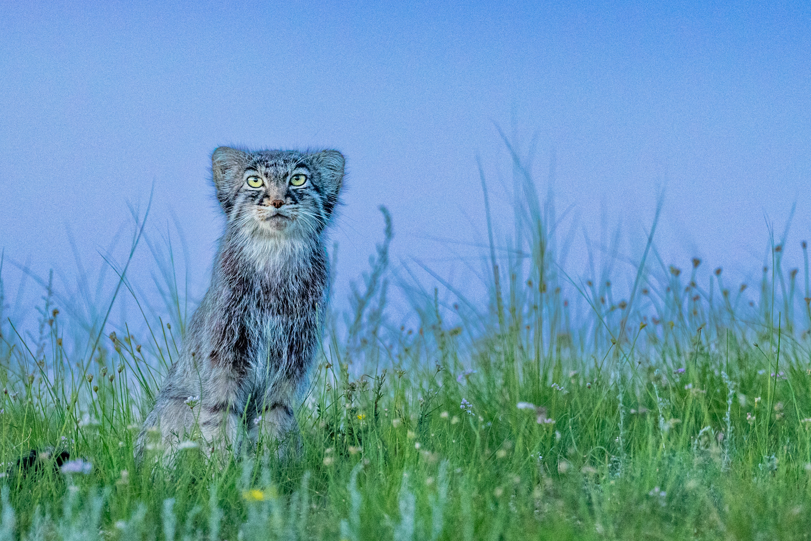Photograph Wild Manul in Mongolia