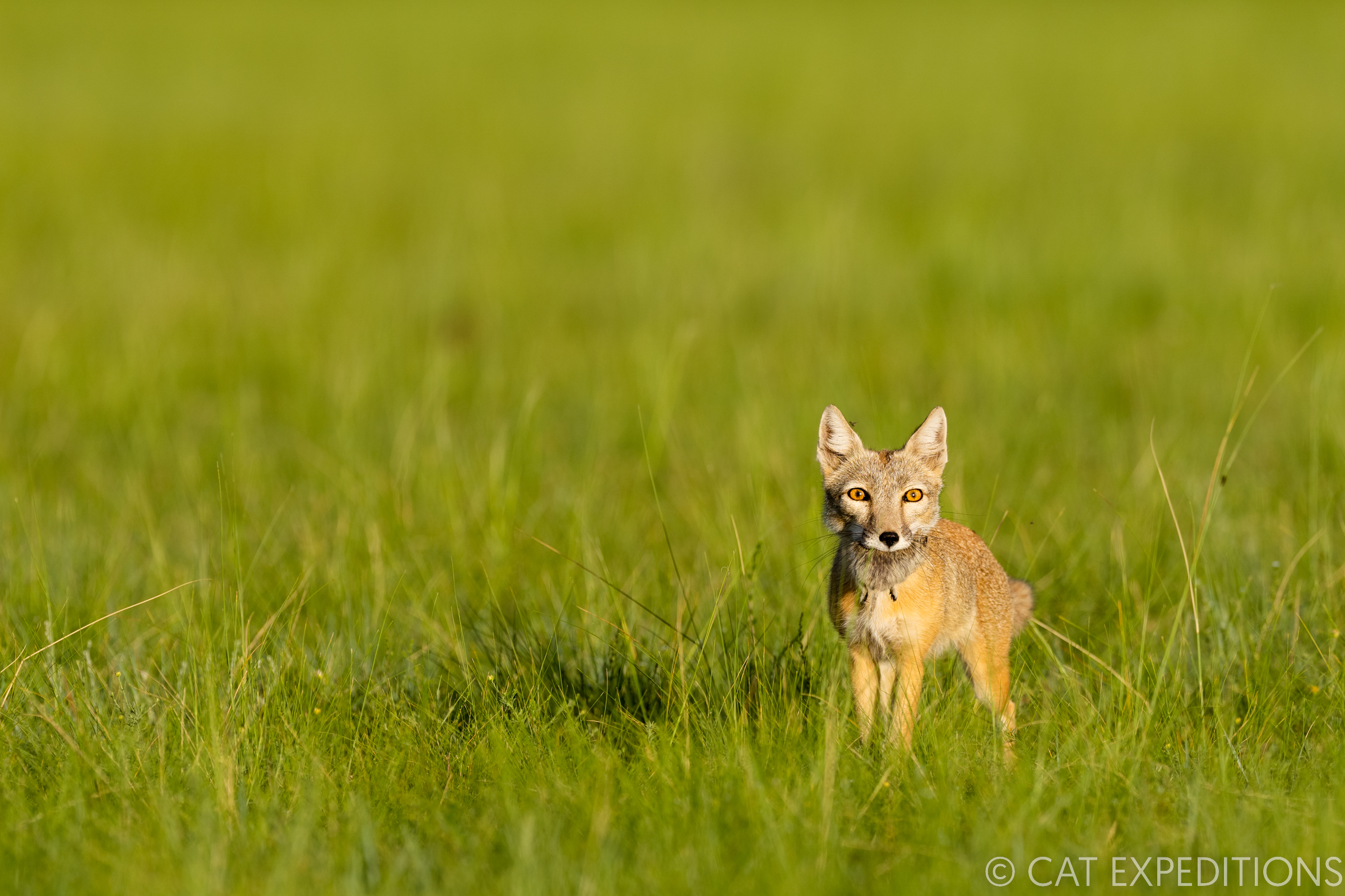 Corsac Fox (Vulpes corsac) with rodent prey, Mongolia