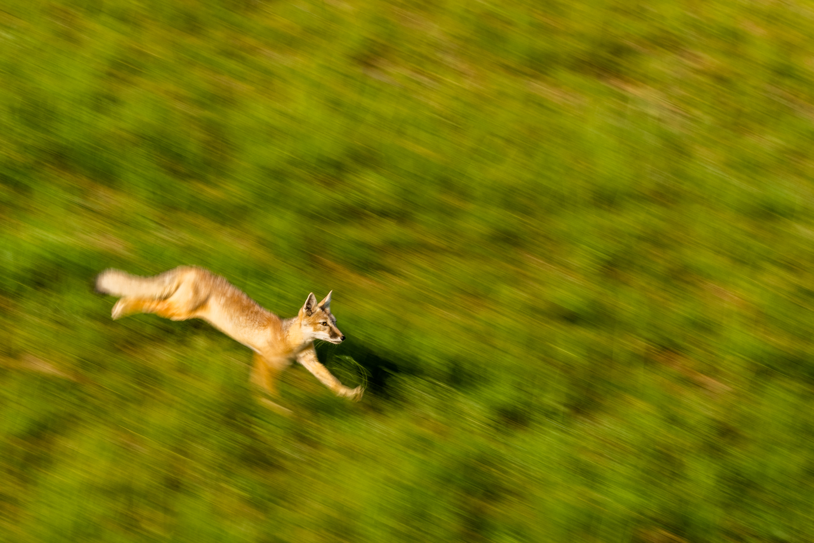 Corsac Fox running through steppe