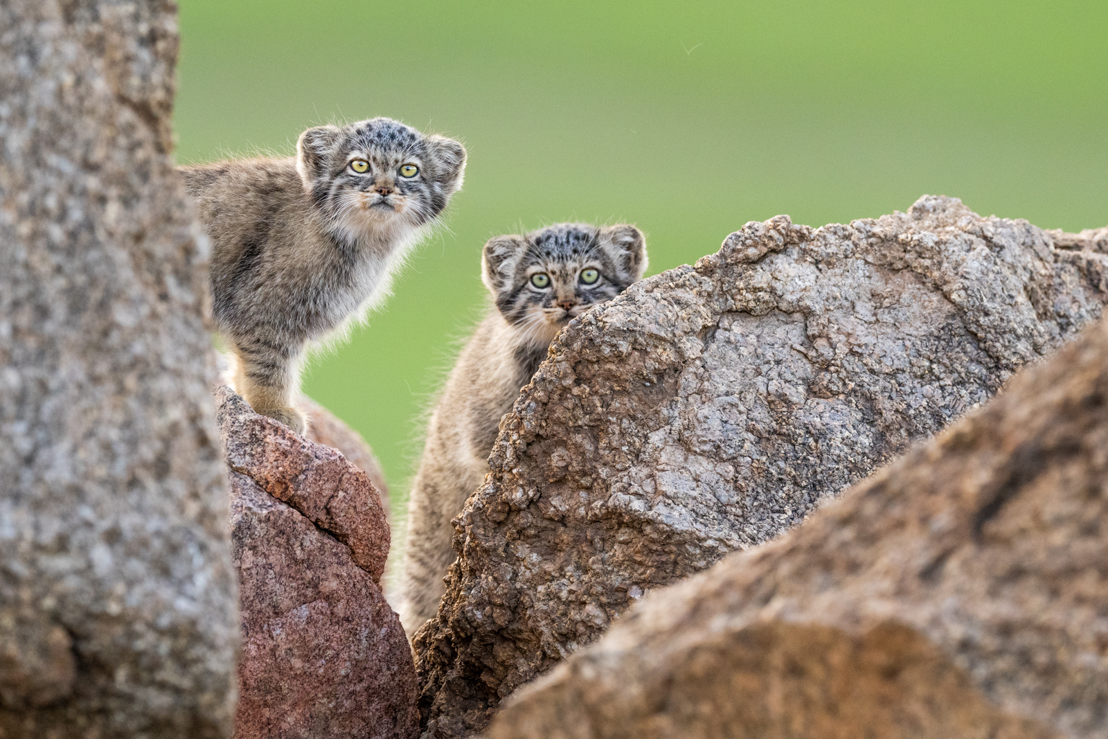 See playful manul kittens at their den
