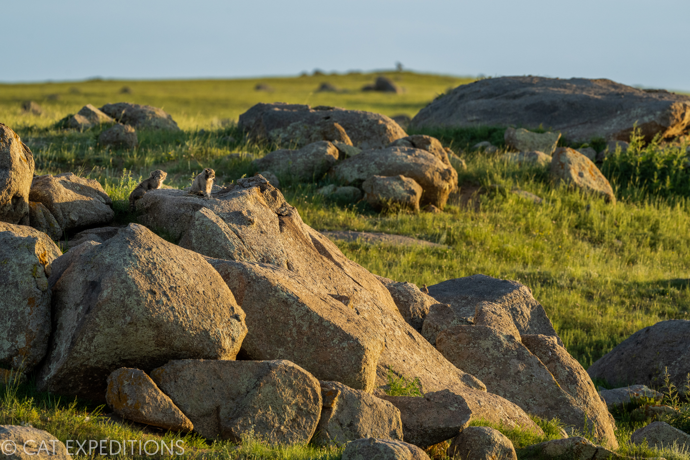 Manul kittens on rocks in Mongolian steppe