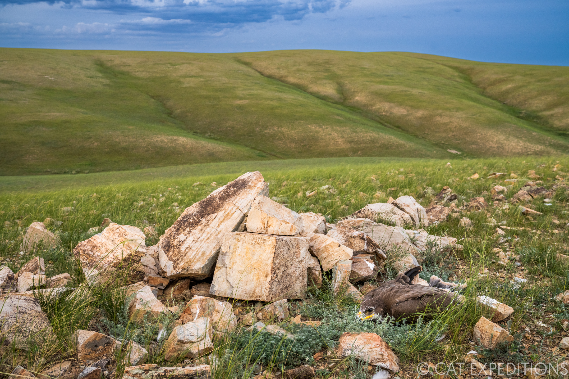 Steppe Eagle (Aquila nipalensis) chick in nest in steppe, Mongolia