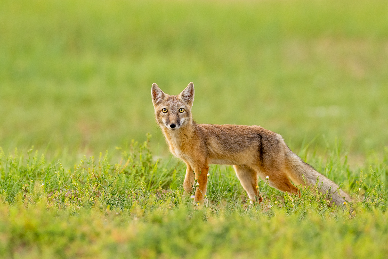 Corsac Fox