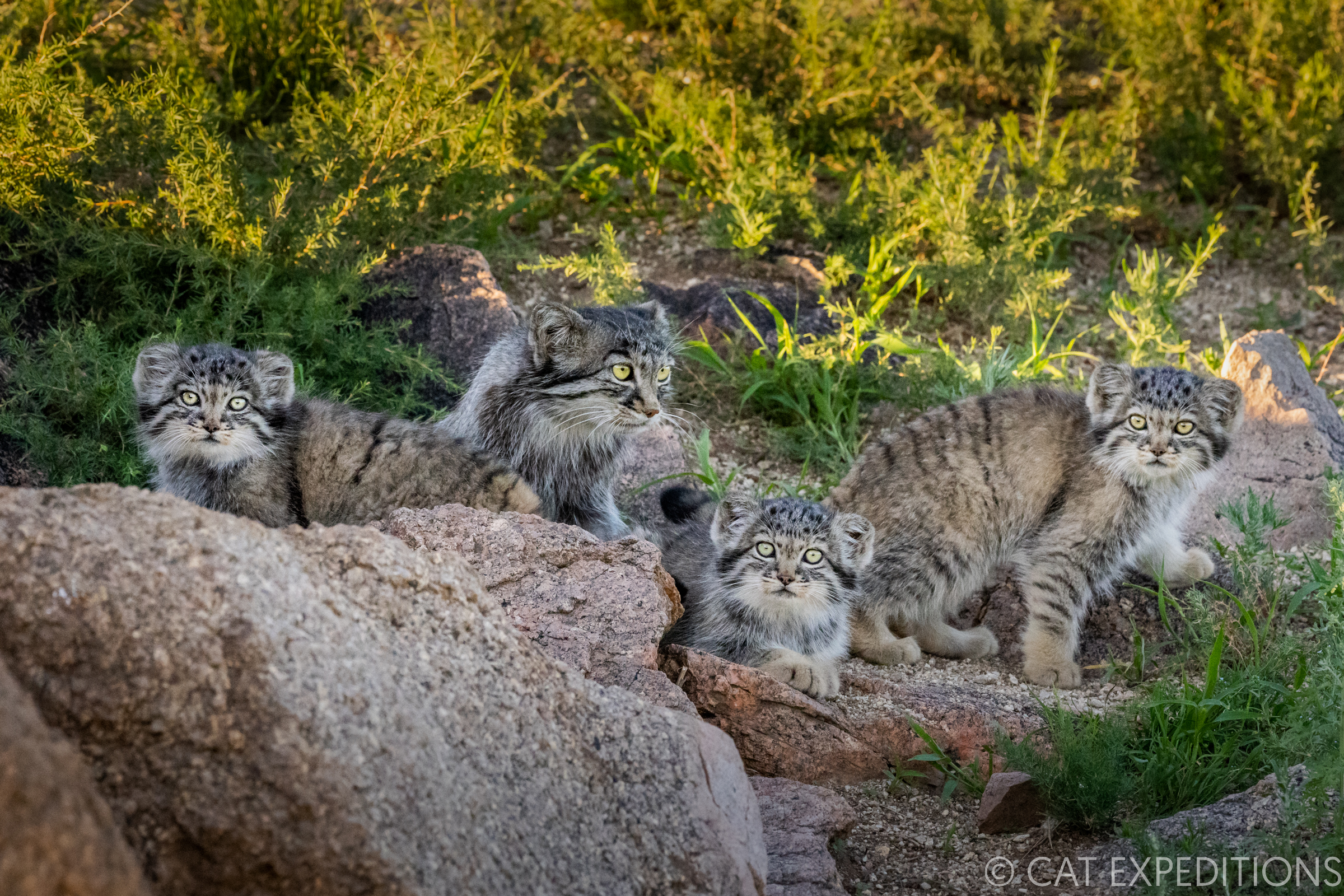 A mother manul and her three kittens resting outside their den during our manul photo tour in 2022.