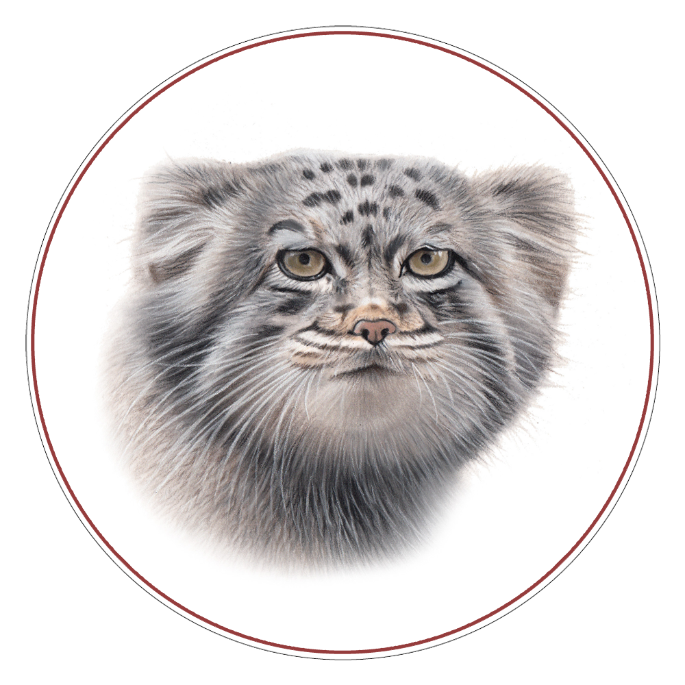 Manul Cat Expeditions Ethical Wild Cat Photo Tours