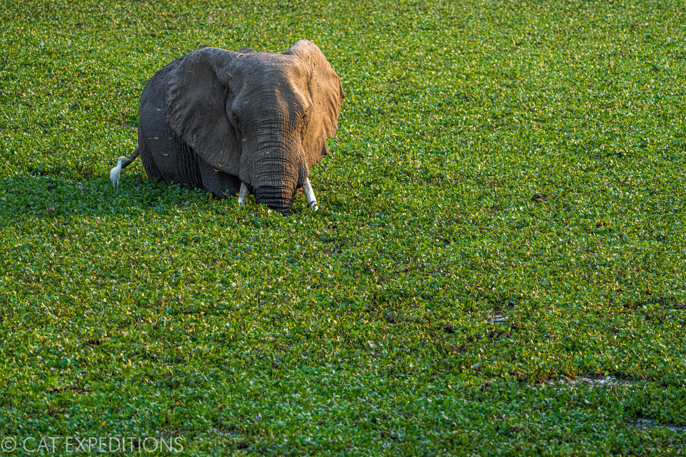 African Elephant (Loxodonta africana) bull feeding on aquatic vegetation, Lower Zambezi National Park, Zambia