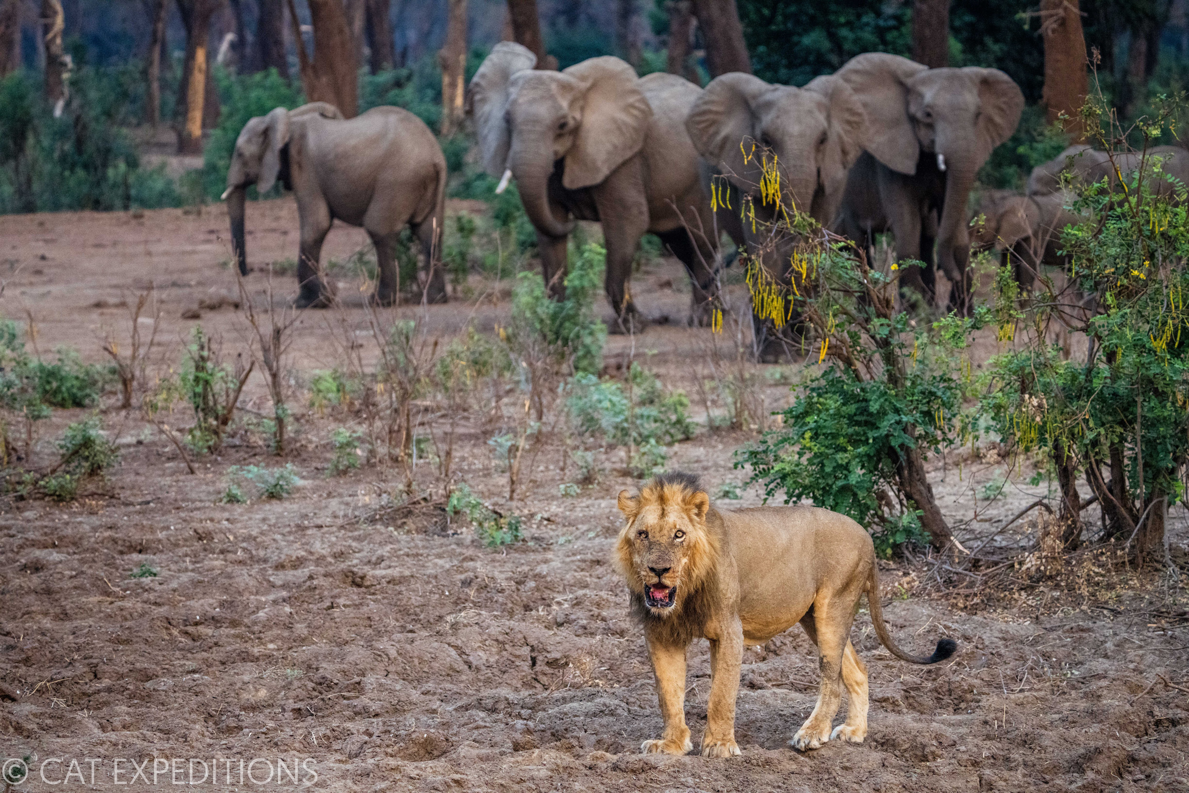 Lion (Panthera leop) male near defensive breeding herd of elephants, Lower Zambezi National Park, Zambia