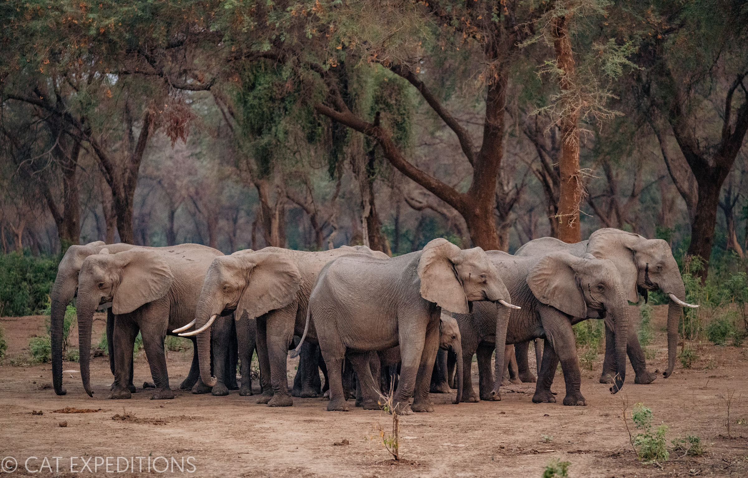 African Elephant (Loxodonta africana) breeding herd in defensive circle, Lower Zambezi National Park, Zambia