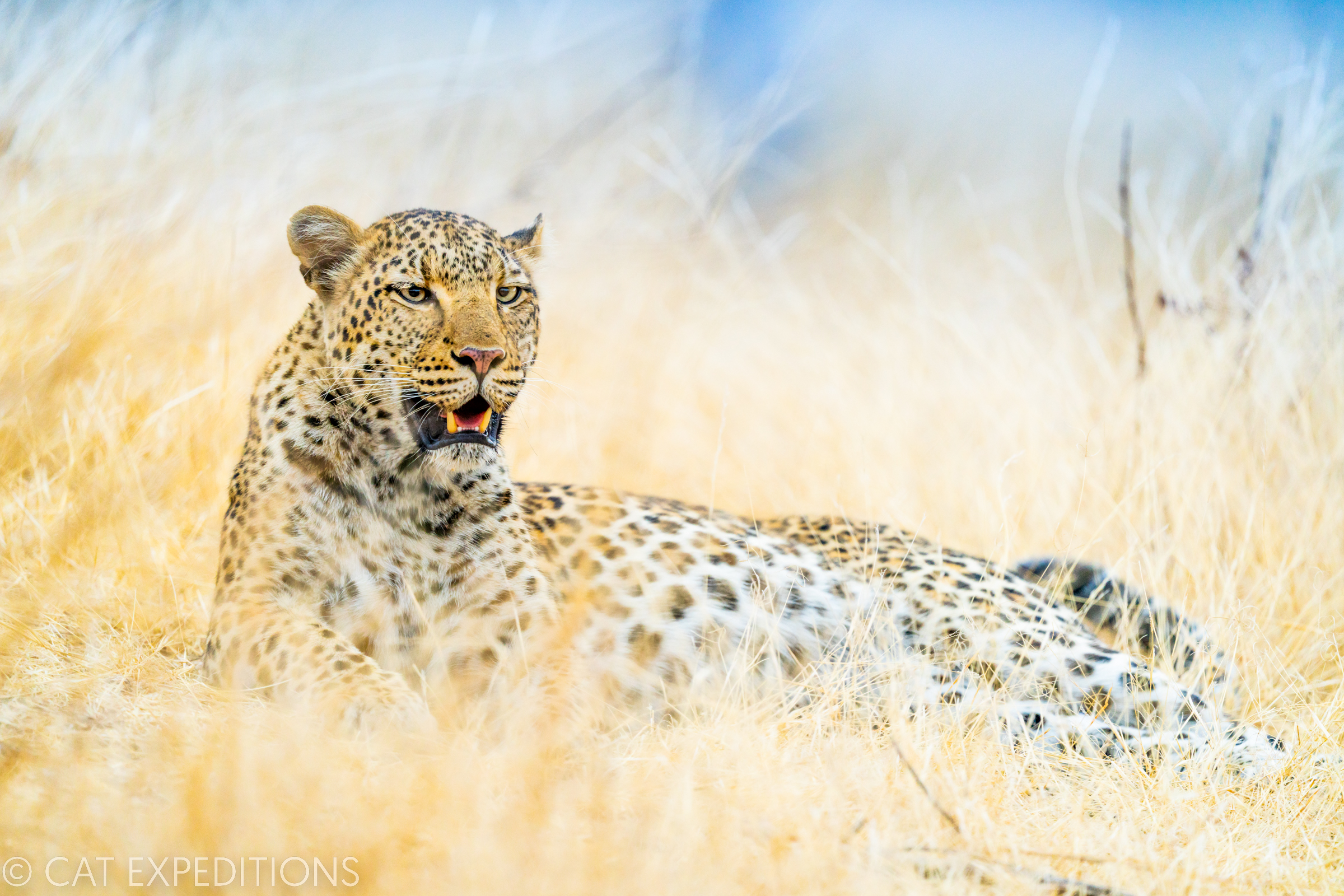 African Leopard (Panthera pardus) female, Kafue National Park, Zambia