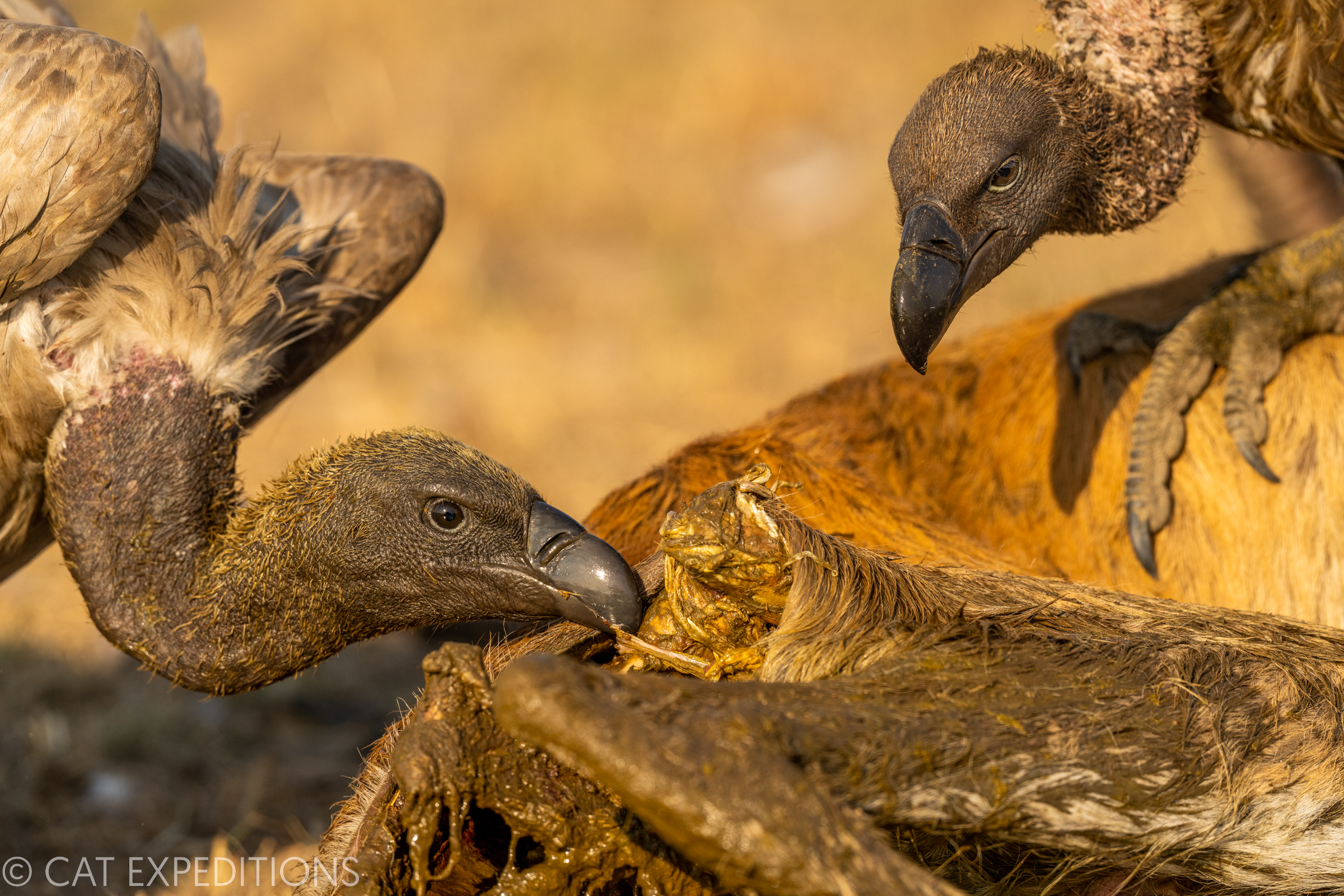 White-backed Vulture (Gyps africanus) feeding on carcass, Kafue National Park, Zambia