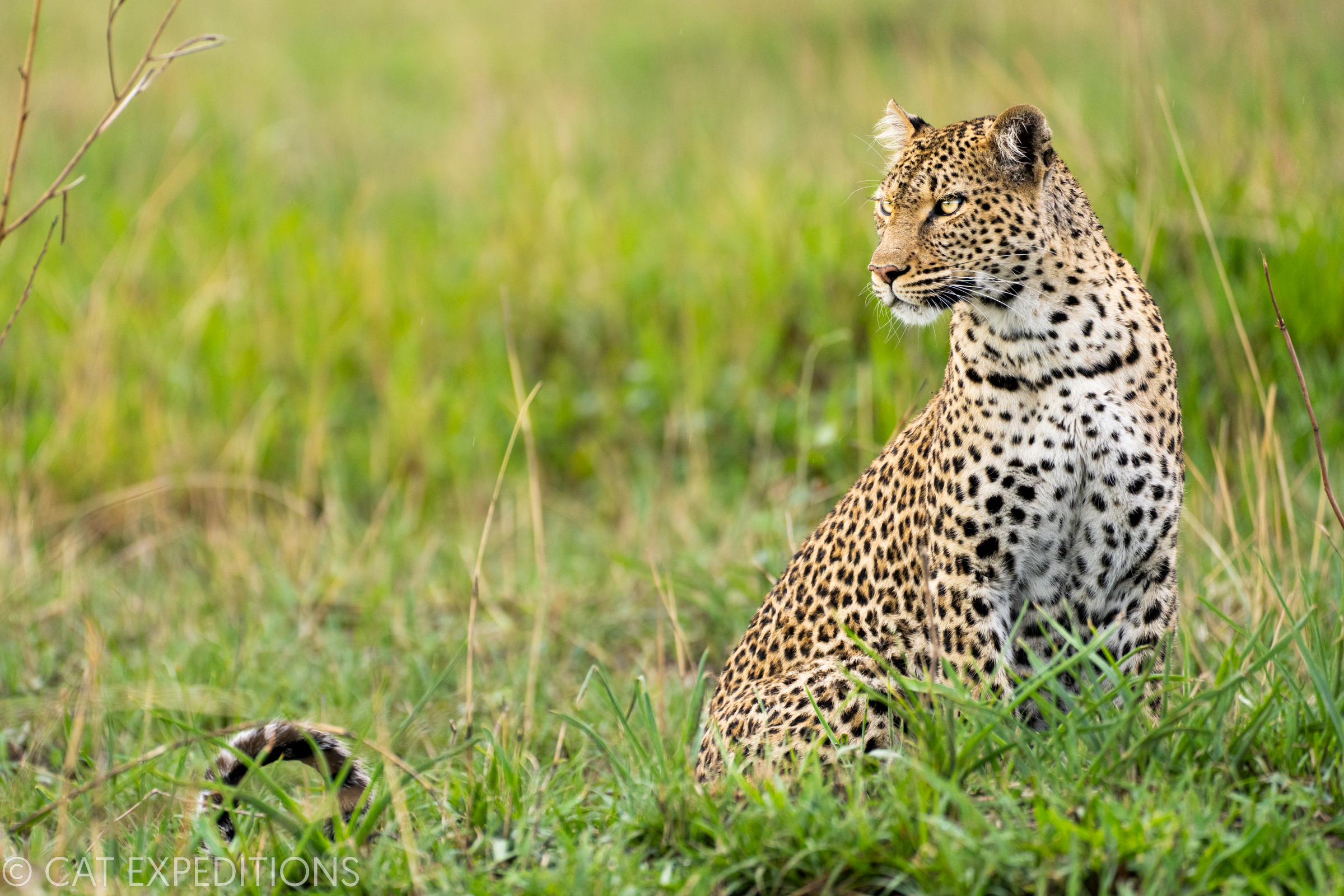 African Leopard (Panthera pardus) female, Kafue National Park, Zambia