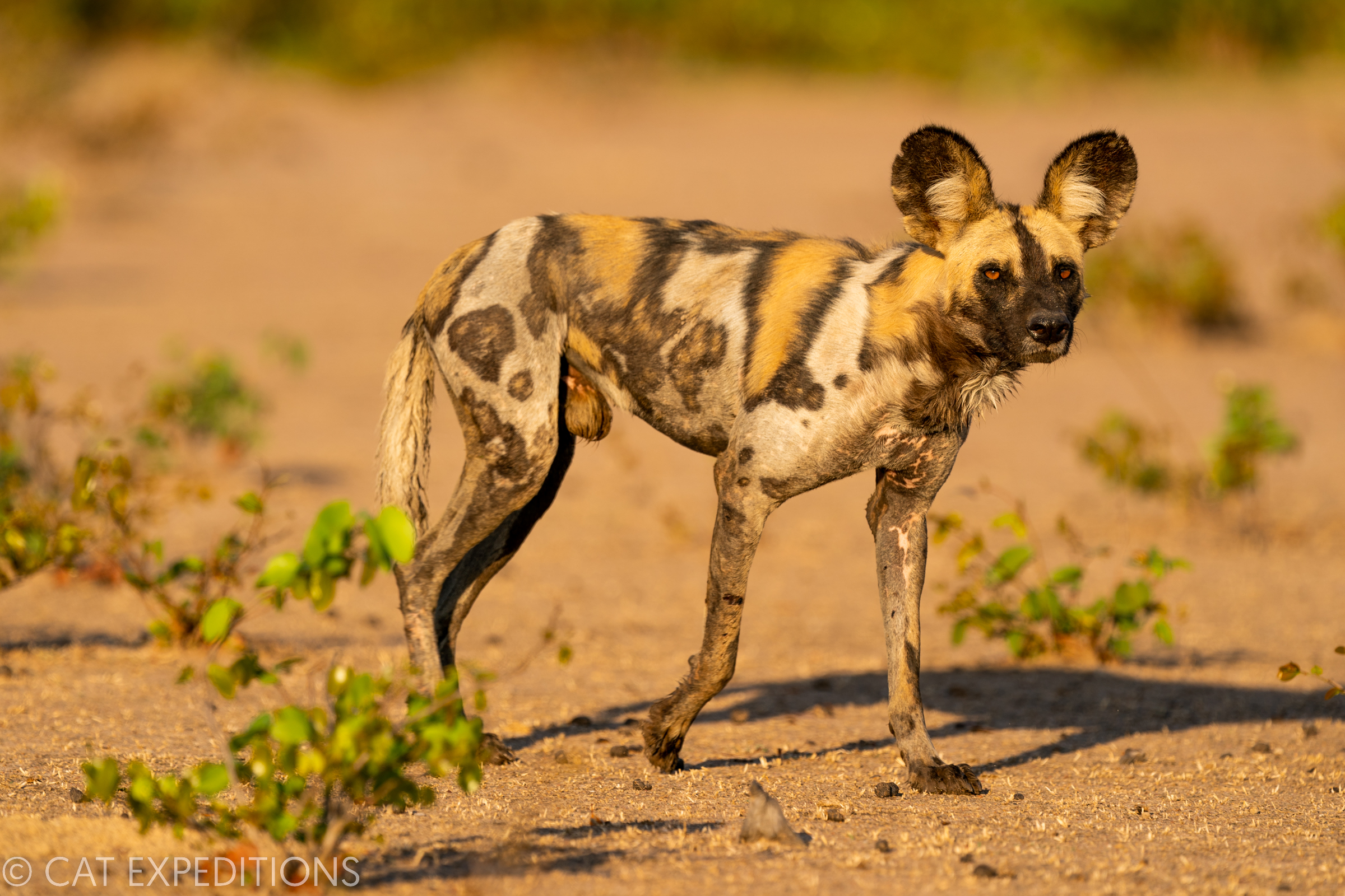 African Wild Dog (Lycaon pictus) male, Zambia