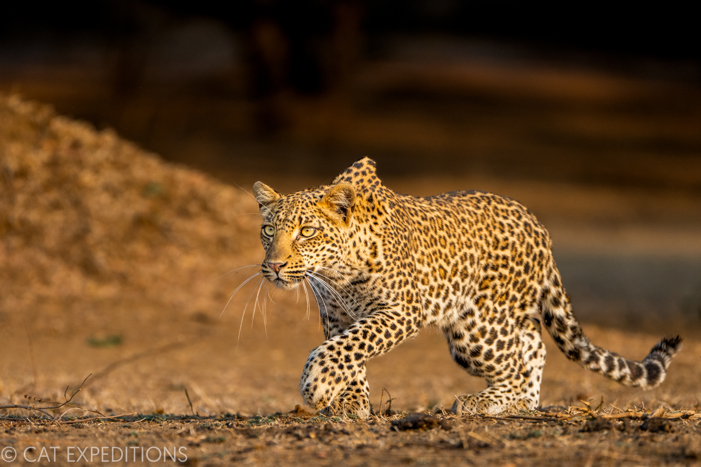Leopard (Panthera pardus) sub-adult female stalking, Lower Zambezi National Park, Zambia