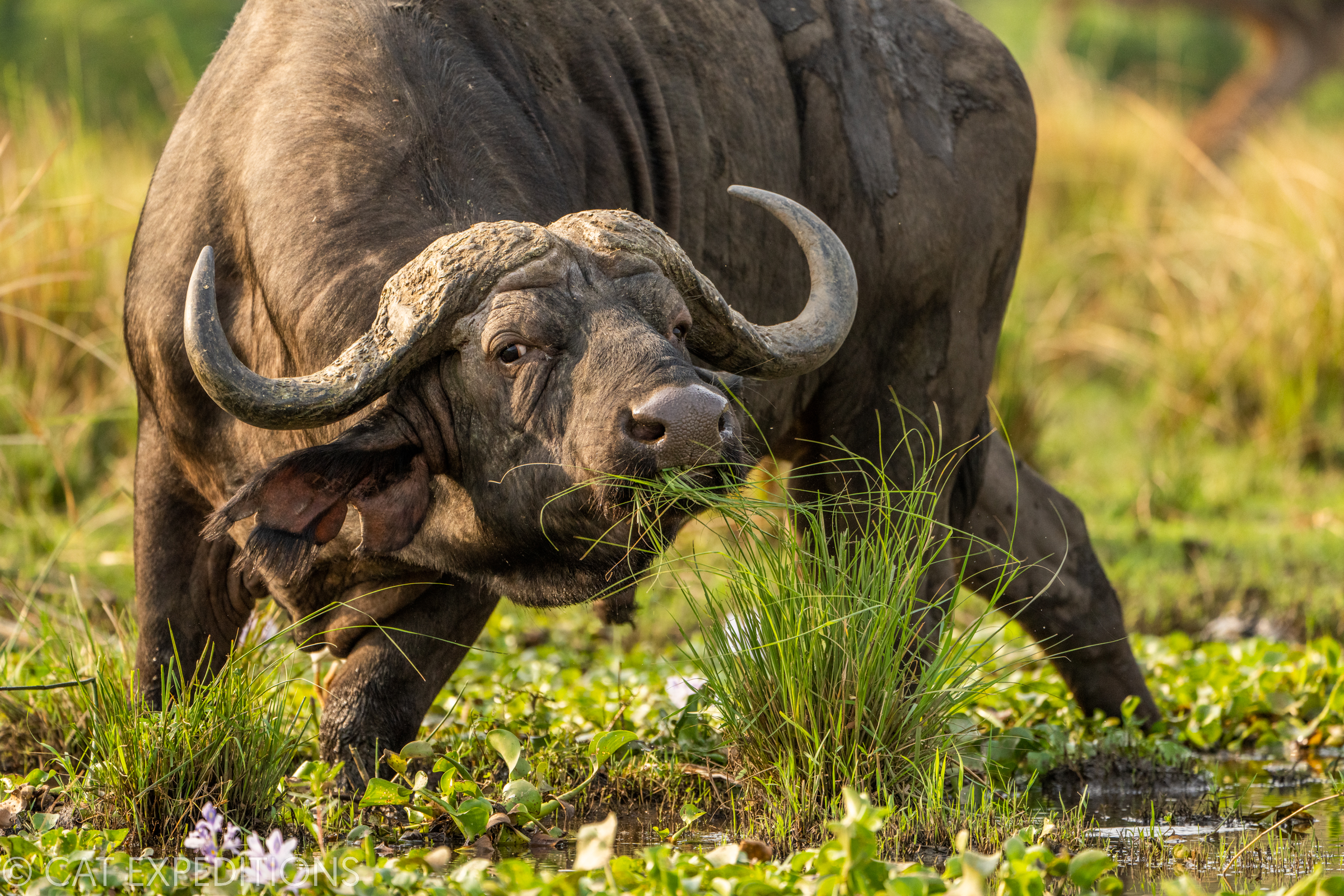 Cape Buffalo (Syncerus caffer) bull grazing in river, Lower Zambezi National Park, Zambia