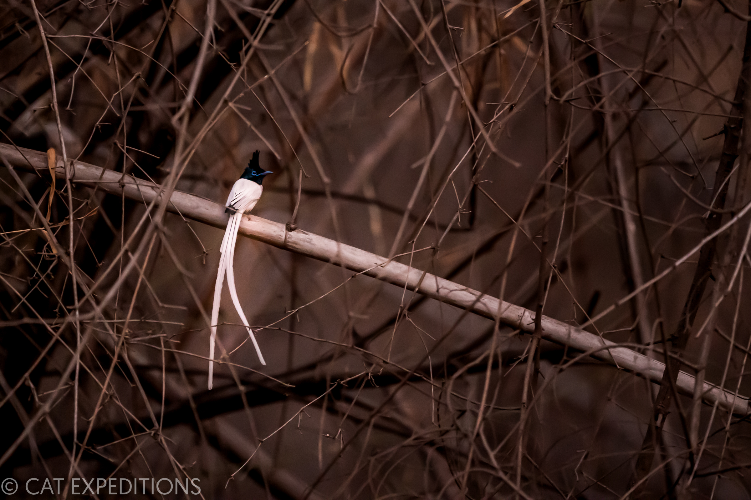 Asian Paradise Flycatcher Male in India