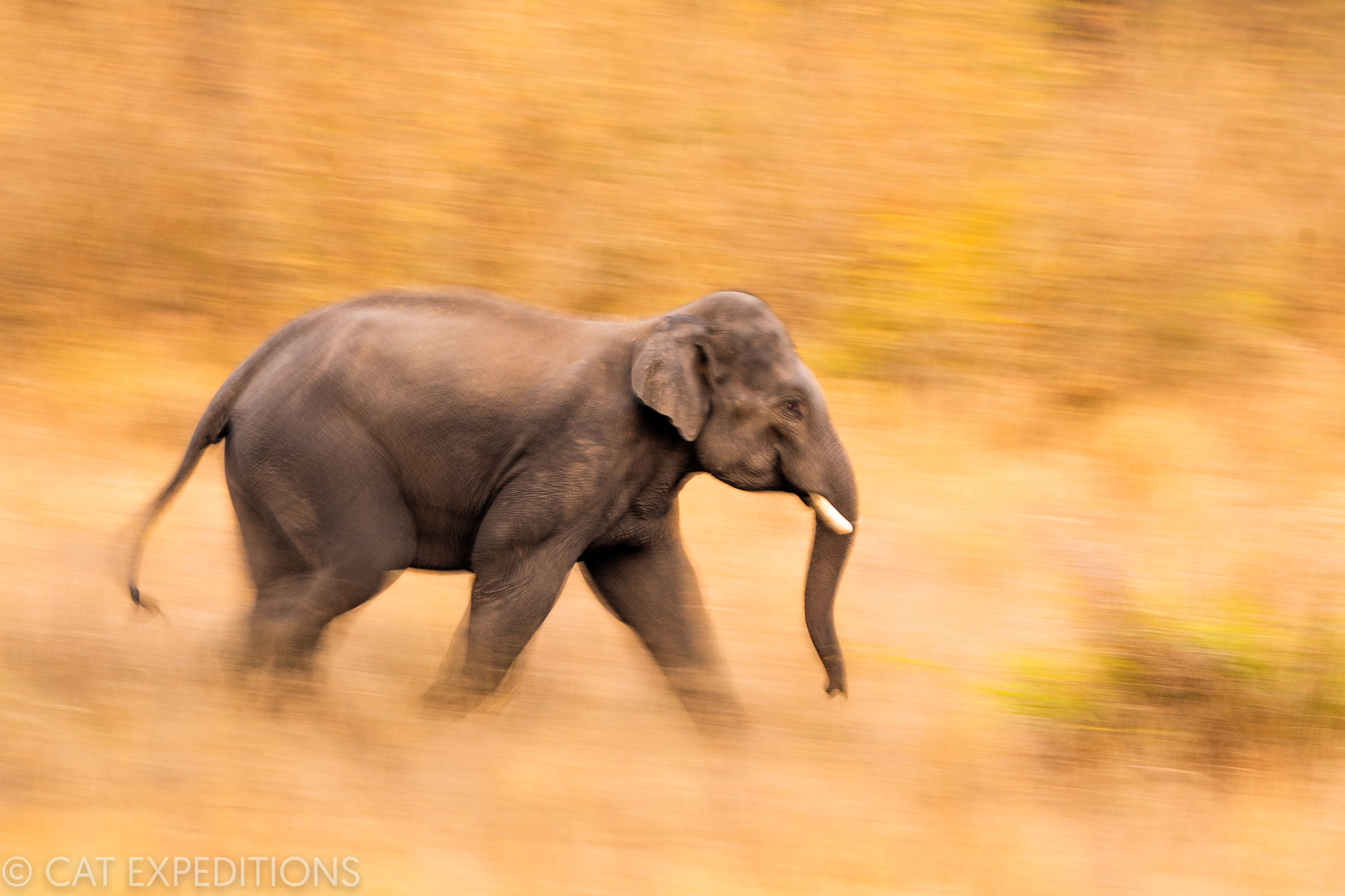 Asian Elephant Bull Running in India