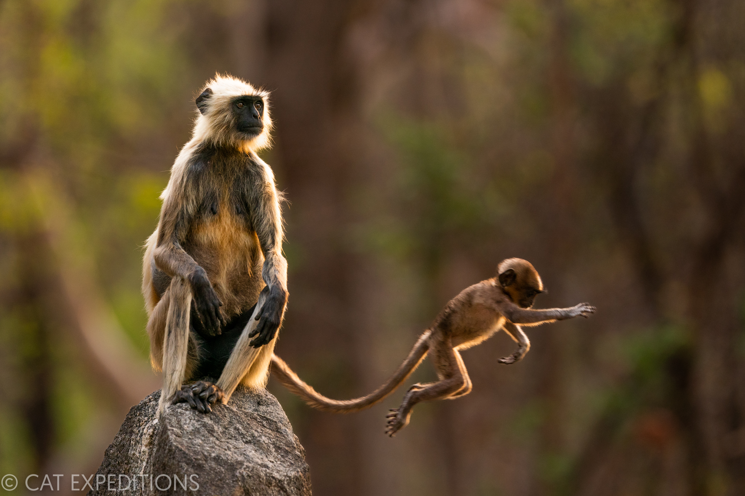 Gray Langur Mother and Young in India